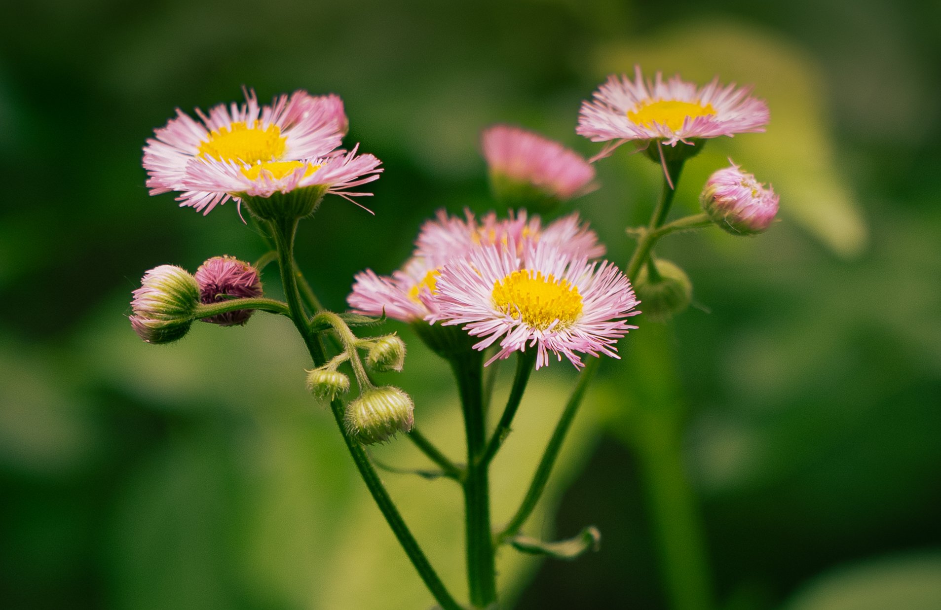 Picture of a wild flower on the edge of a Minnesota forest photographed at Baker Park Preserve.