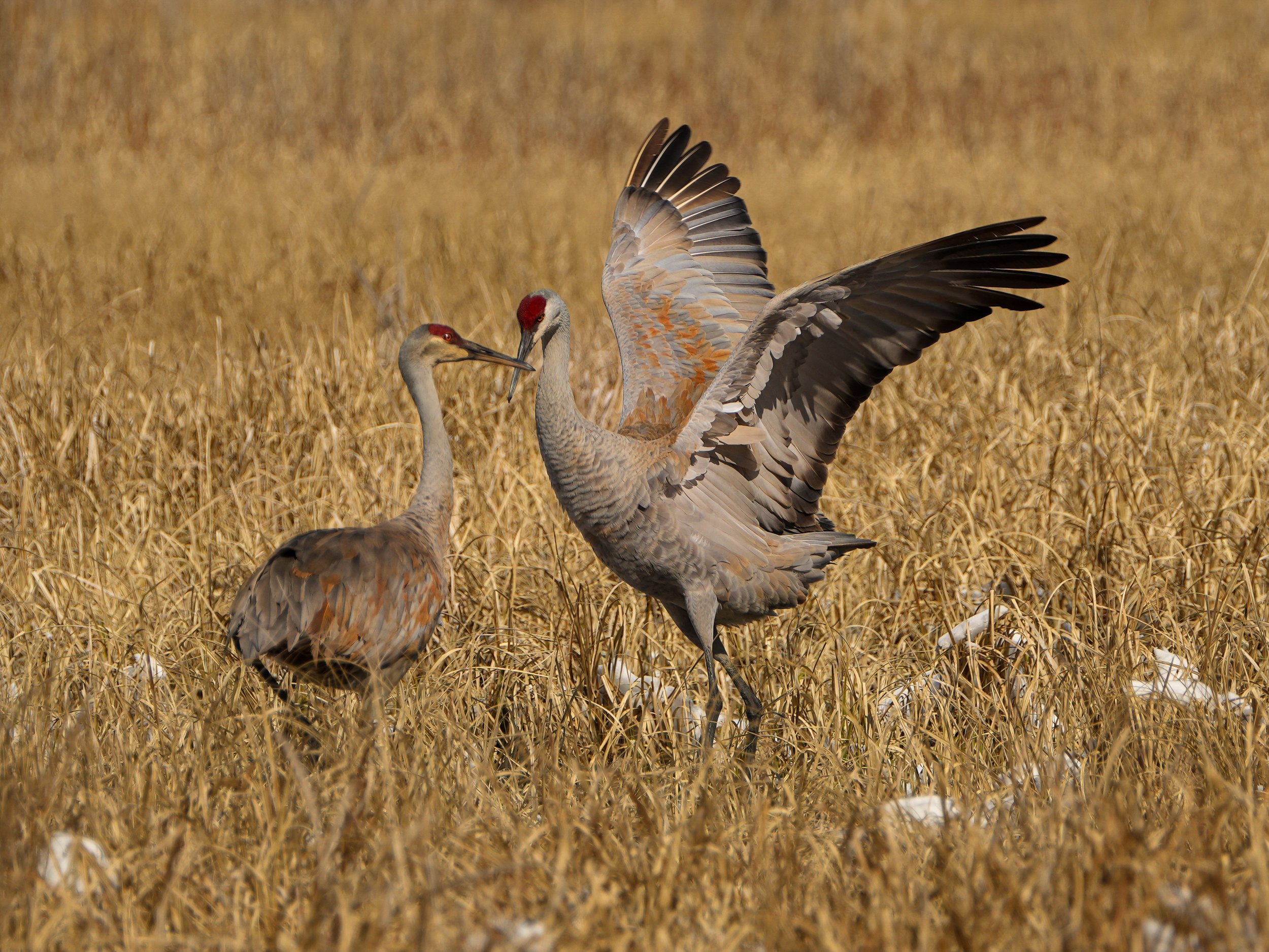 Pair of Sandhill Cranes birds on brown prairie grass with patches of snow. The image was captured during a late spring afternoon in Central Minnesota.