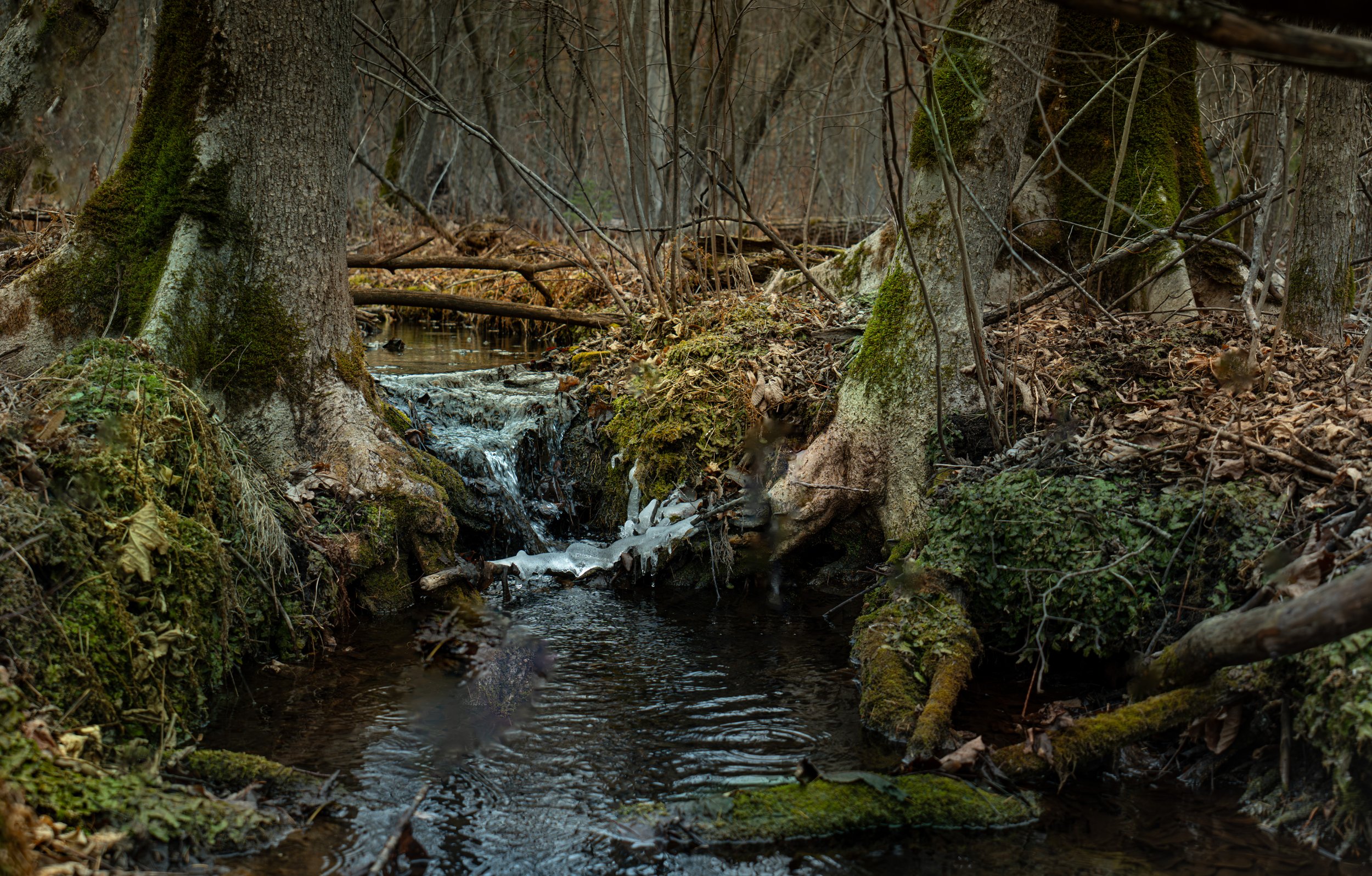 Photograph of a moss lined forest floor stream in the Paul Bunyan State Forest, Minnesota during the late autumn.