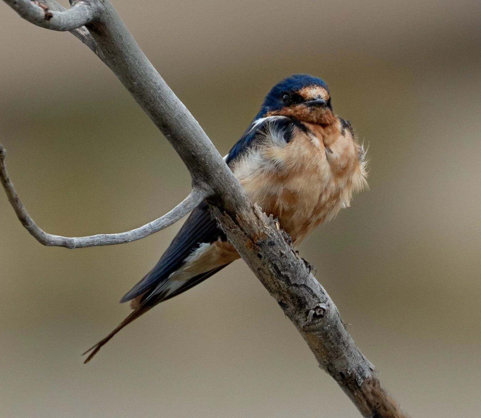 Photograph of a Barn Swallow perched on a tree branch inside the Badlands National Park