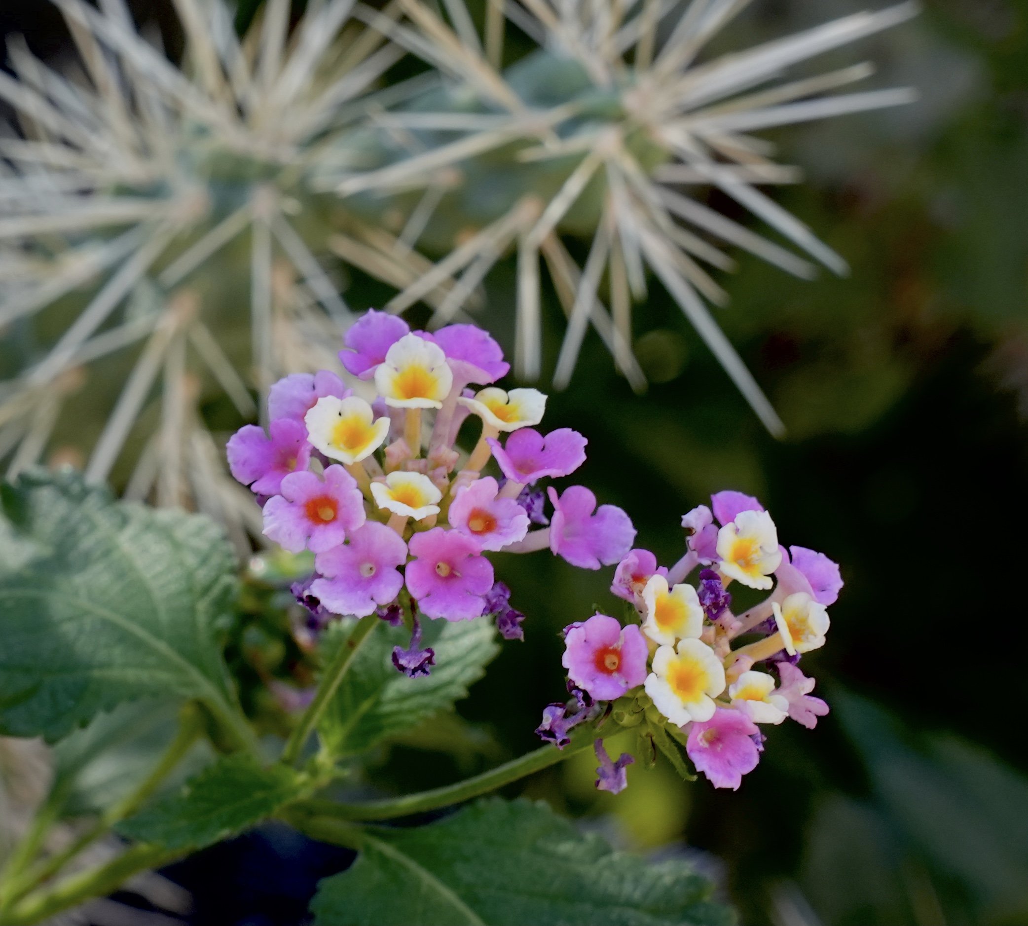 Image of small, soft pink and yellow cactus flowers photographed in desert daylight.
