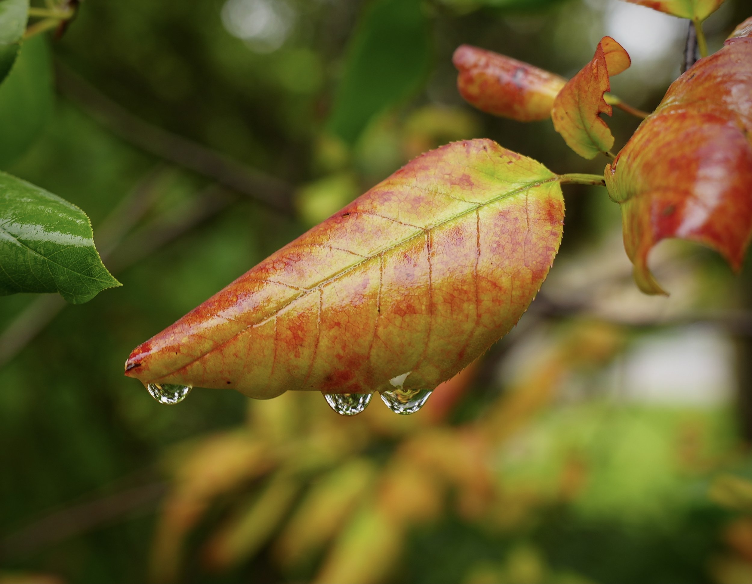 Image of a red and green leaf after the rain in a forested wetland area.