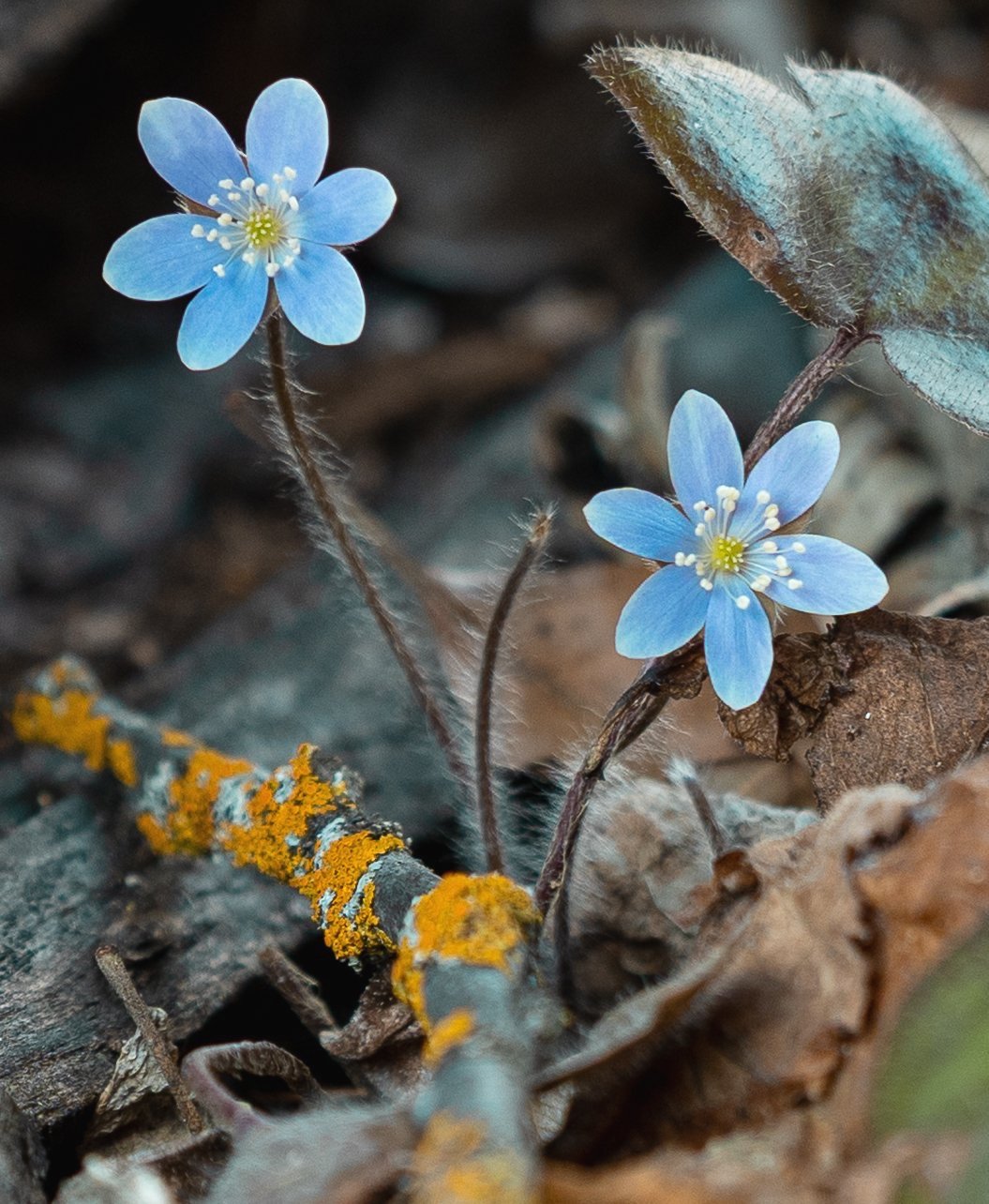 Blue wildflowers photographed on the forest floor in Minnesota's Two Inlets State Forest during late spring.