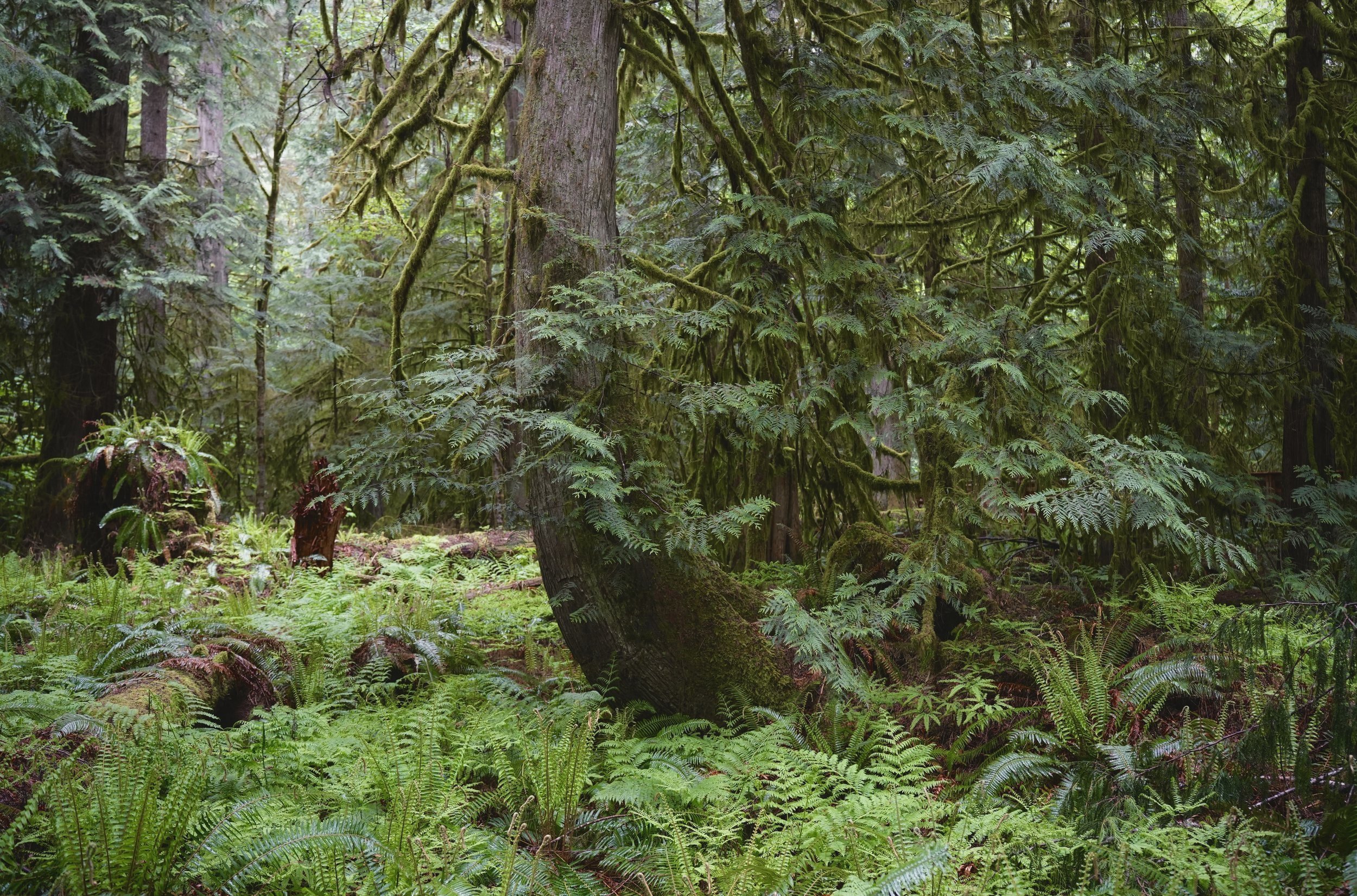 Photography of Cathedral Grove Provincial Park captured in the Vancover Island rainforest region of British Columbia, Canada.