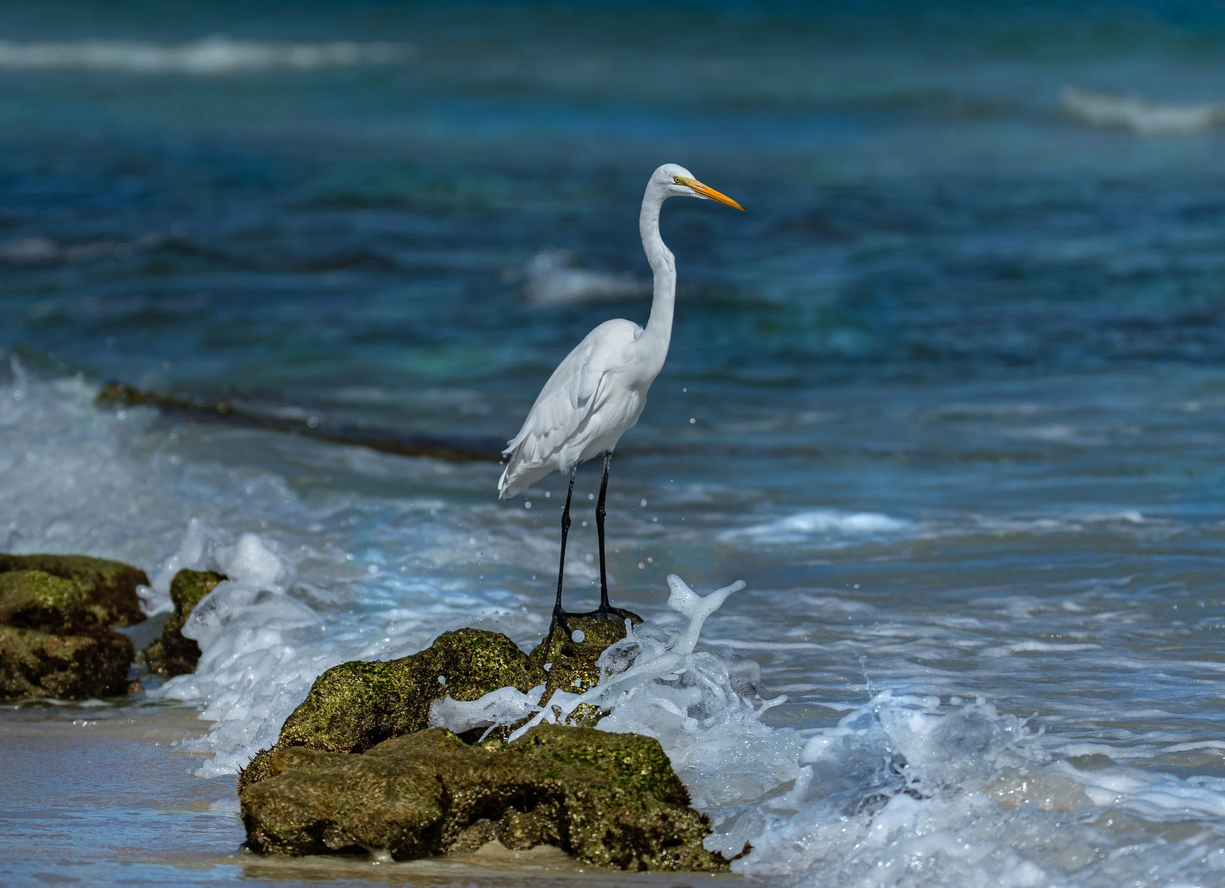 Great Egret