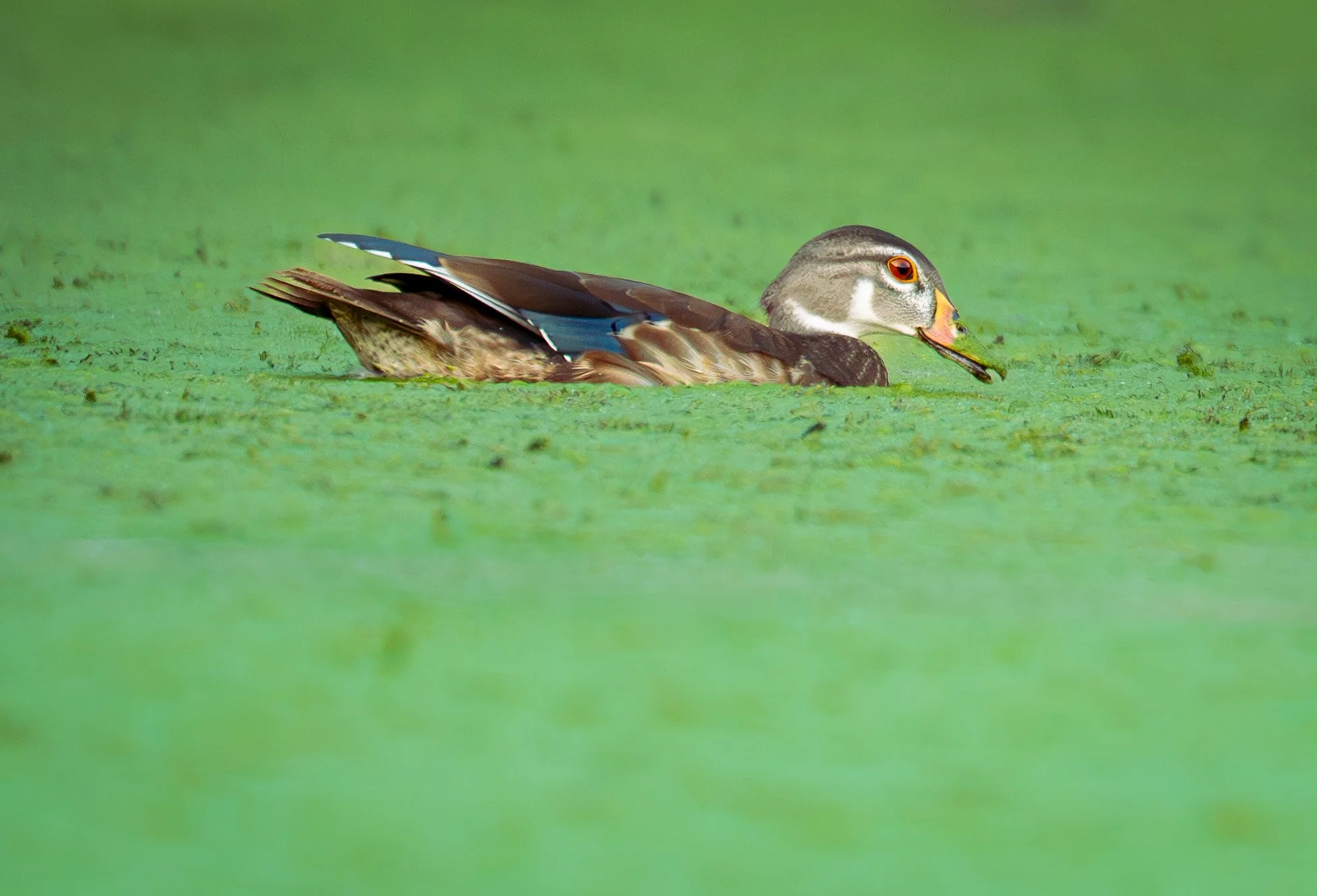 Field Note: Adult Male Wood Duck