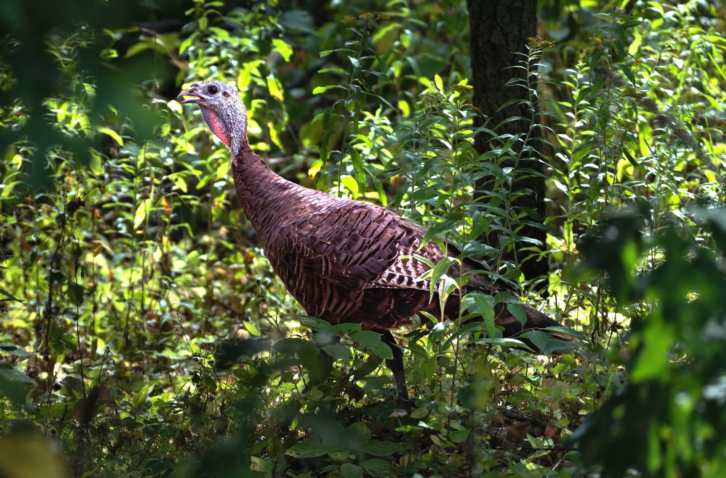Field Note: Wild Turkey’s Comeback Story in Minnesota 