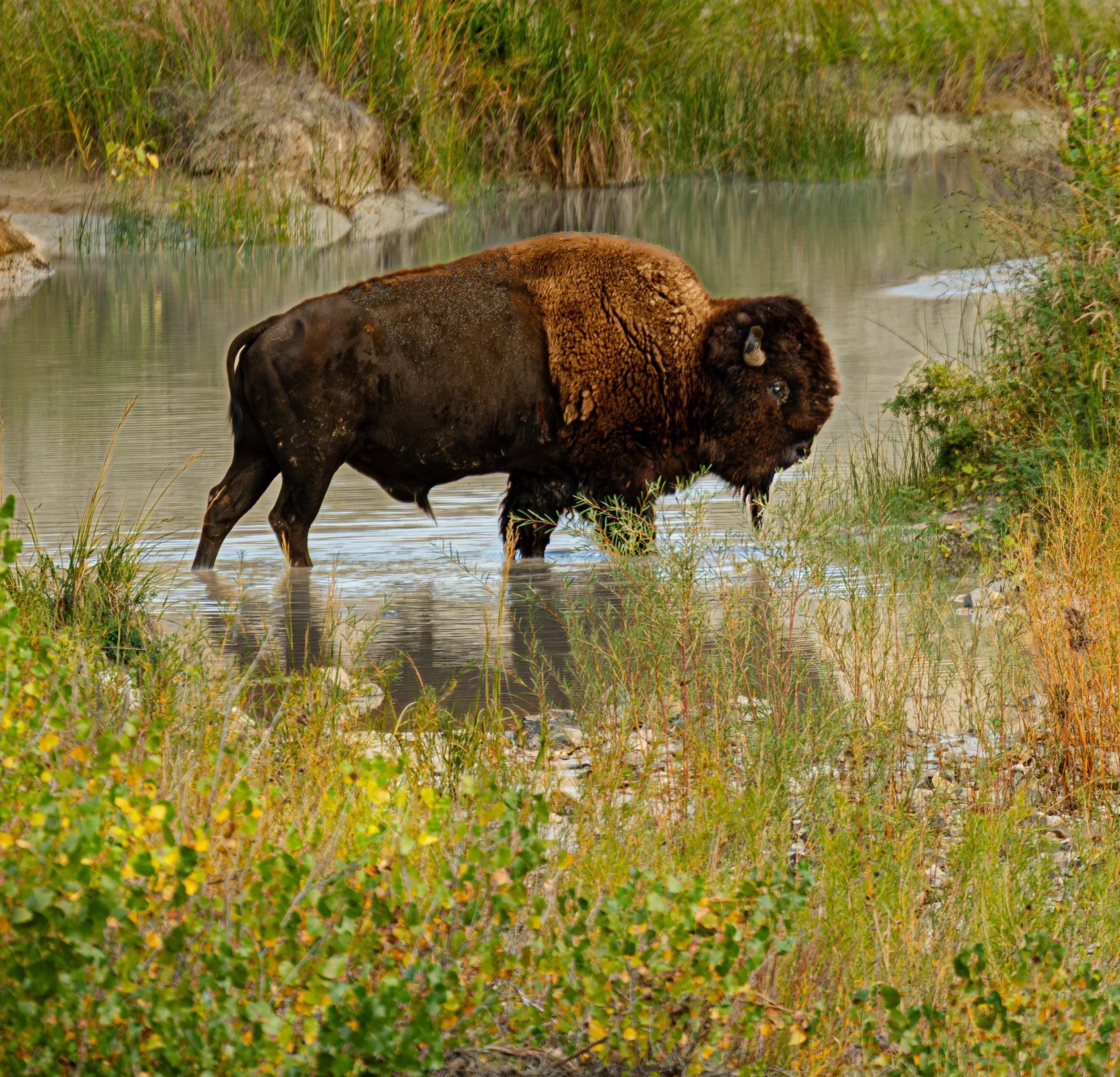 Field Notes: Solitary Bison Making a Sage Creek Crossing