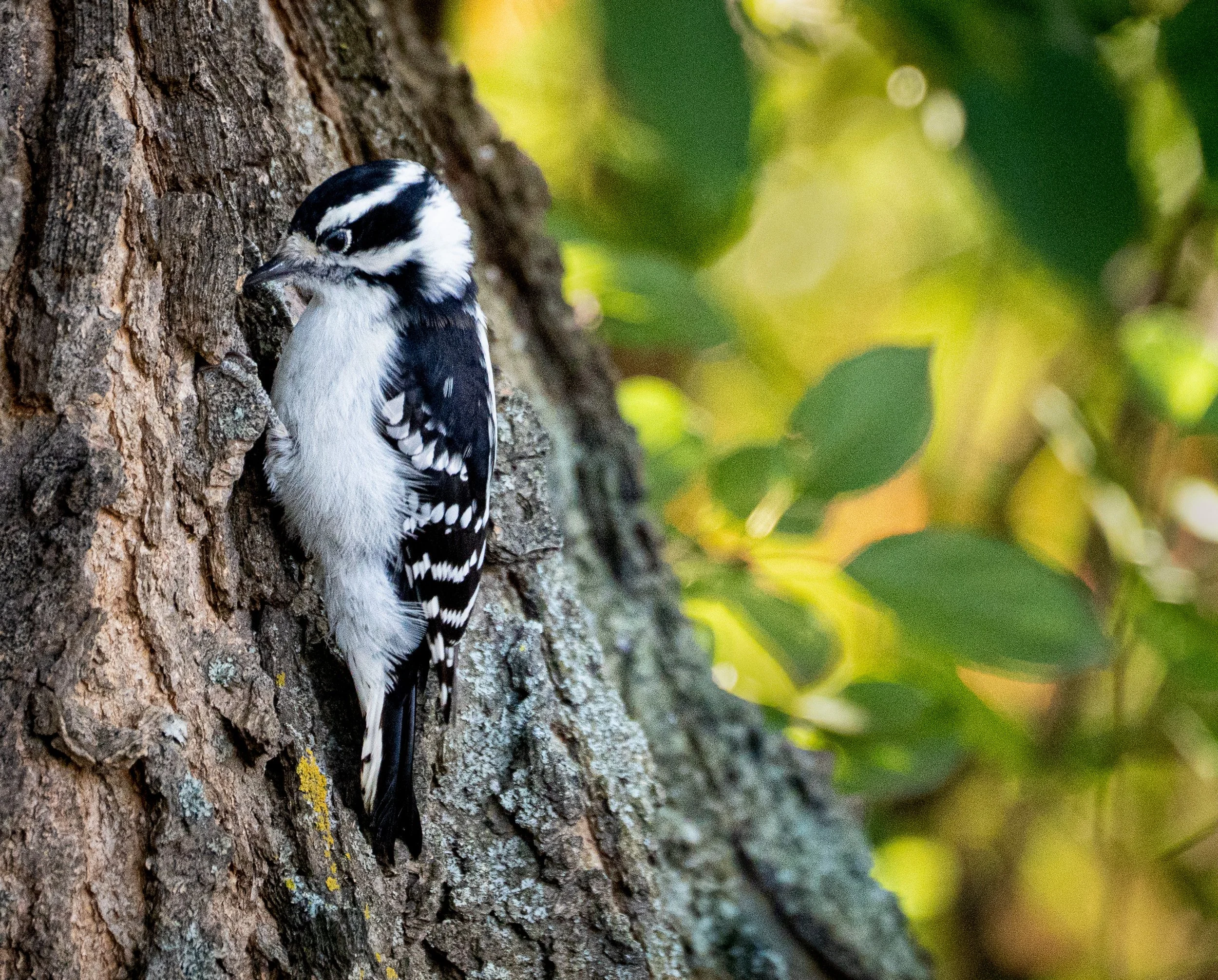 Field Notes: Female Downy Woodpecker on the Hunt