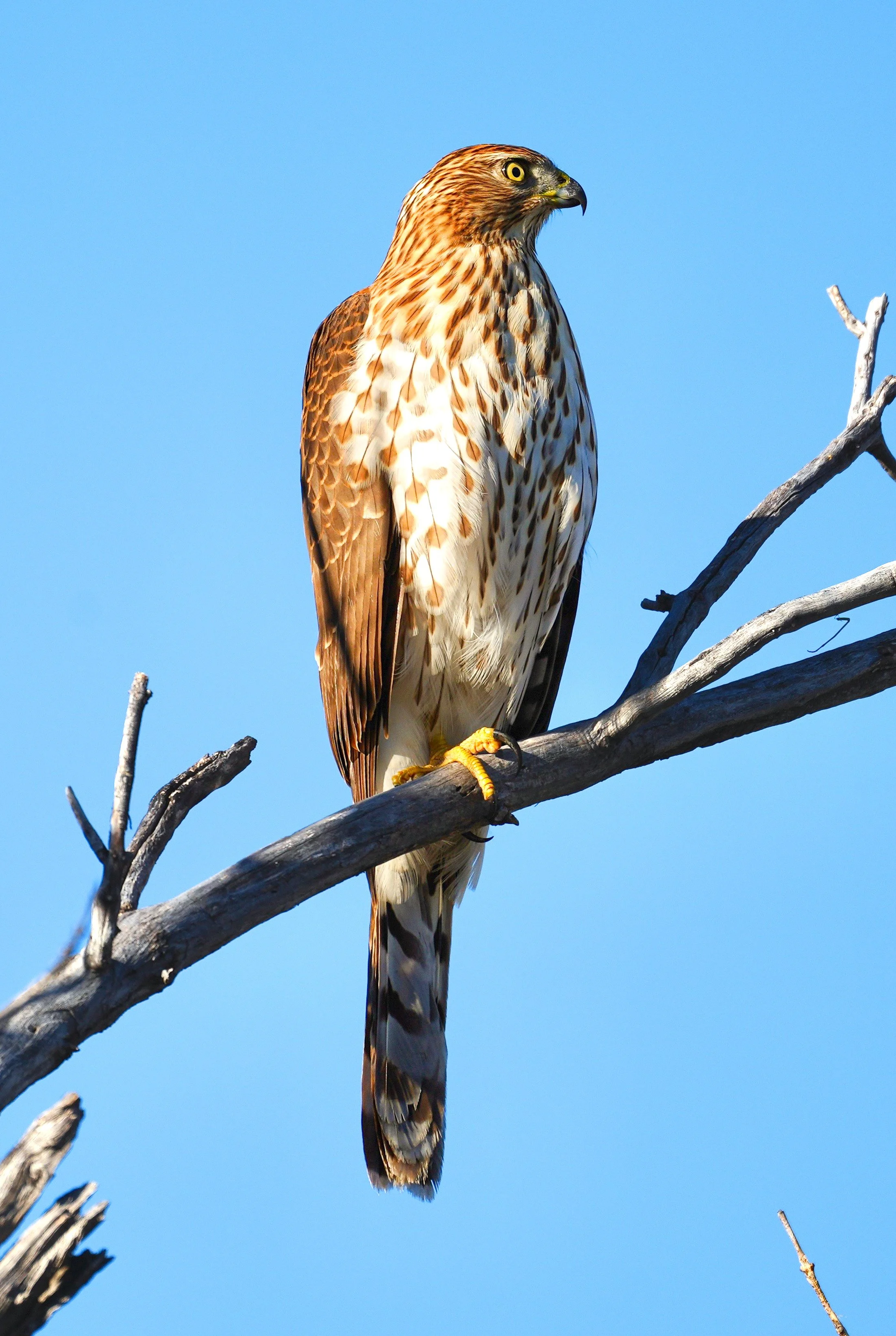 Photograph of a Cooper's Hawk high on a tree branch perched above the Arizona desert.