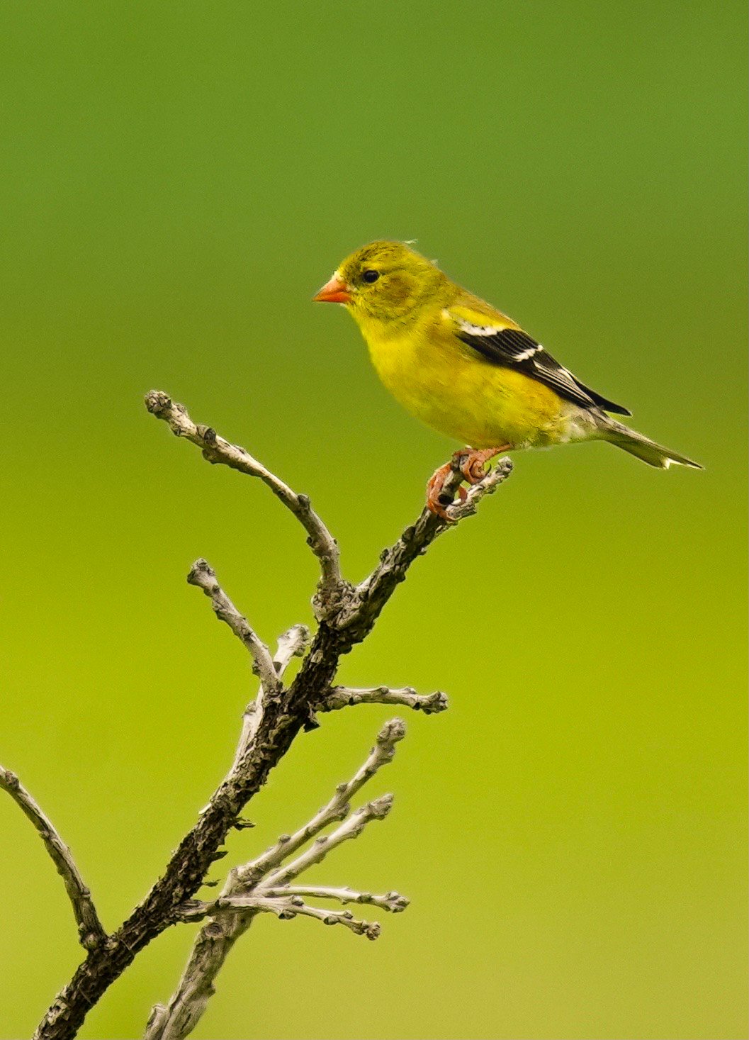 American Goldfinch bird on perch bright evening light on perch