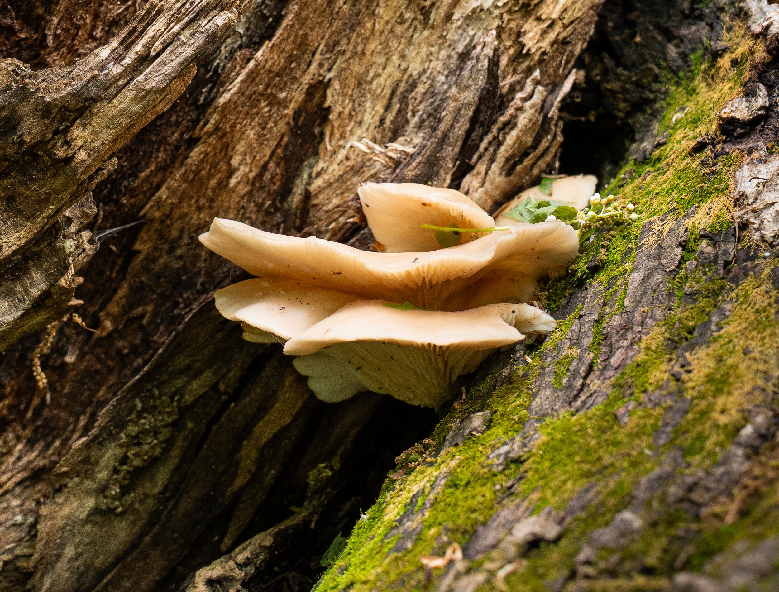 Foto of forest floor Fungi in Minnesota's woodland.