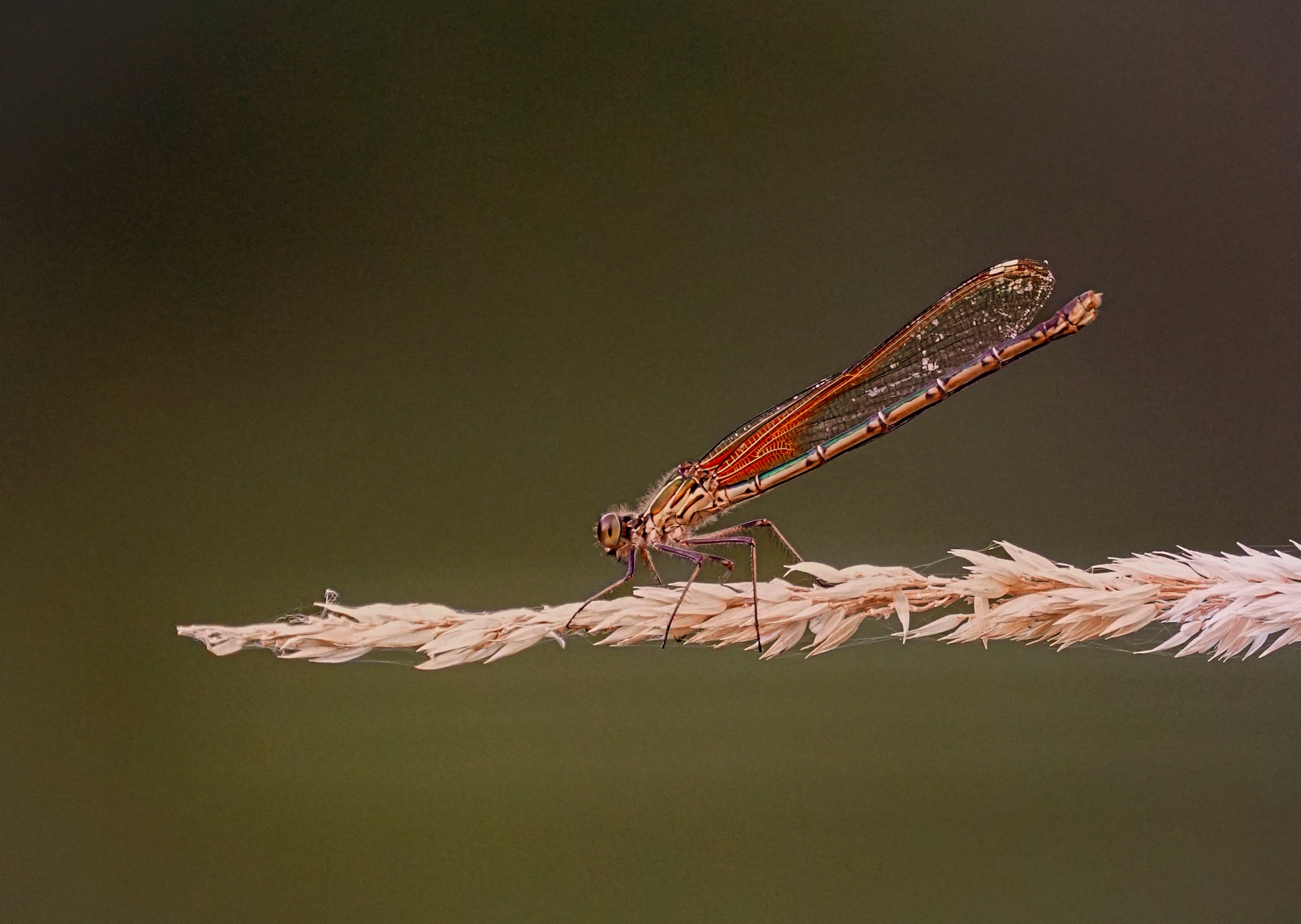 Beautiful photo of Damselfly. The image was shot in a expansive prairie with several nearby wetlands during the late afternoon.