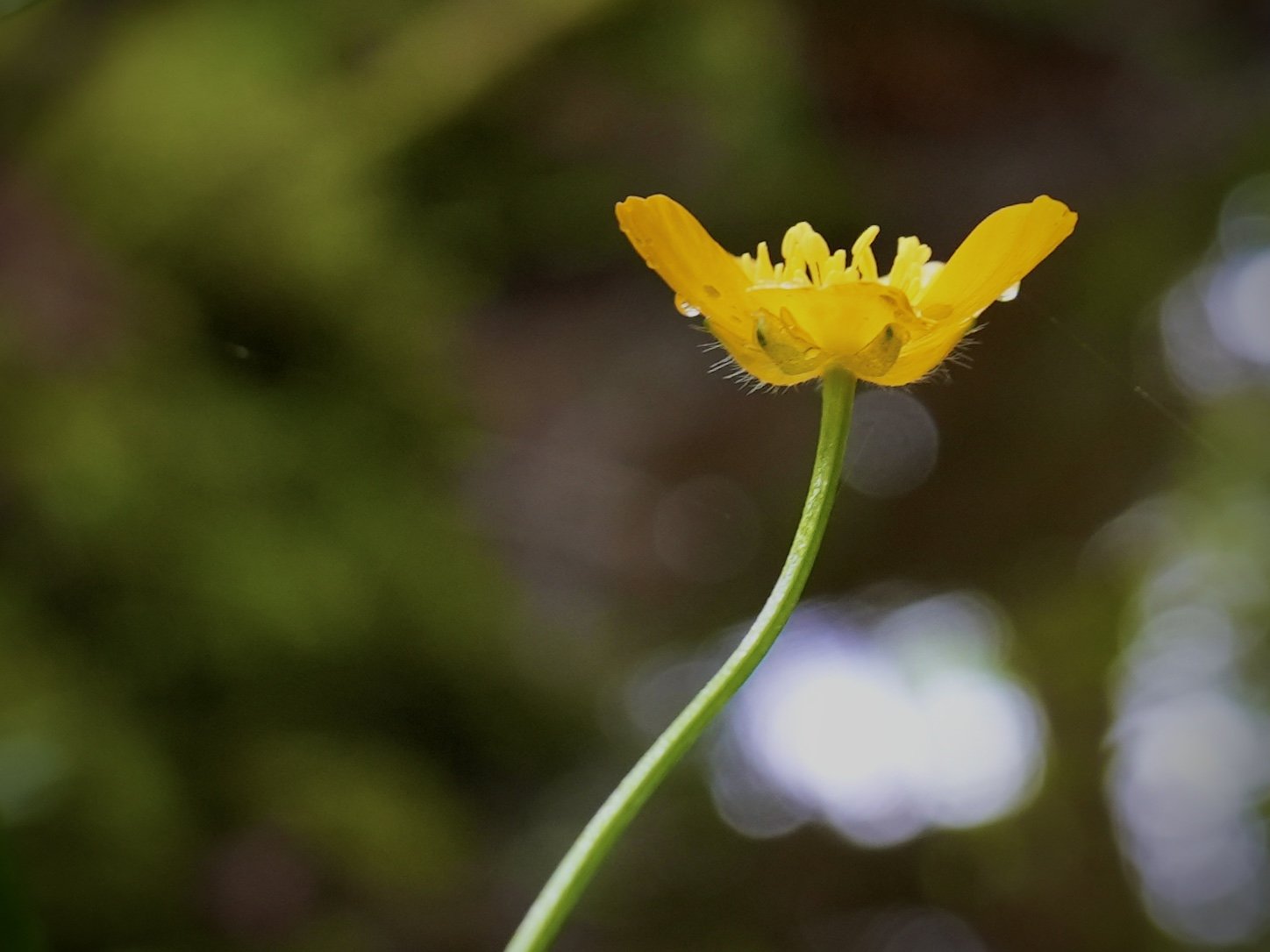Photo of a single yellow wildflower on a long bare green stem captured in fading evening light.