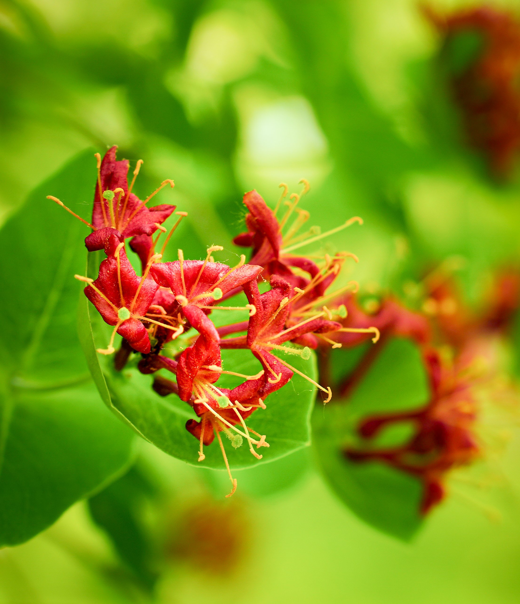 Image of red wildflowers contrasted by bright green foliage photographed in direct sunlight. on a summer day.