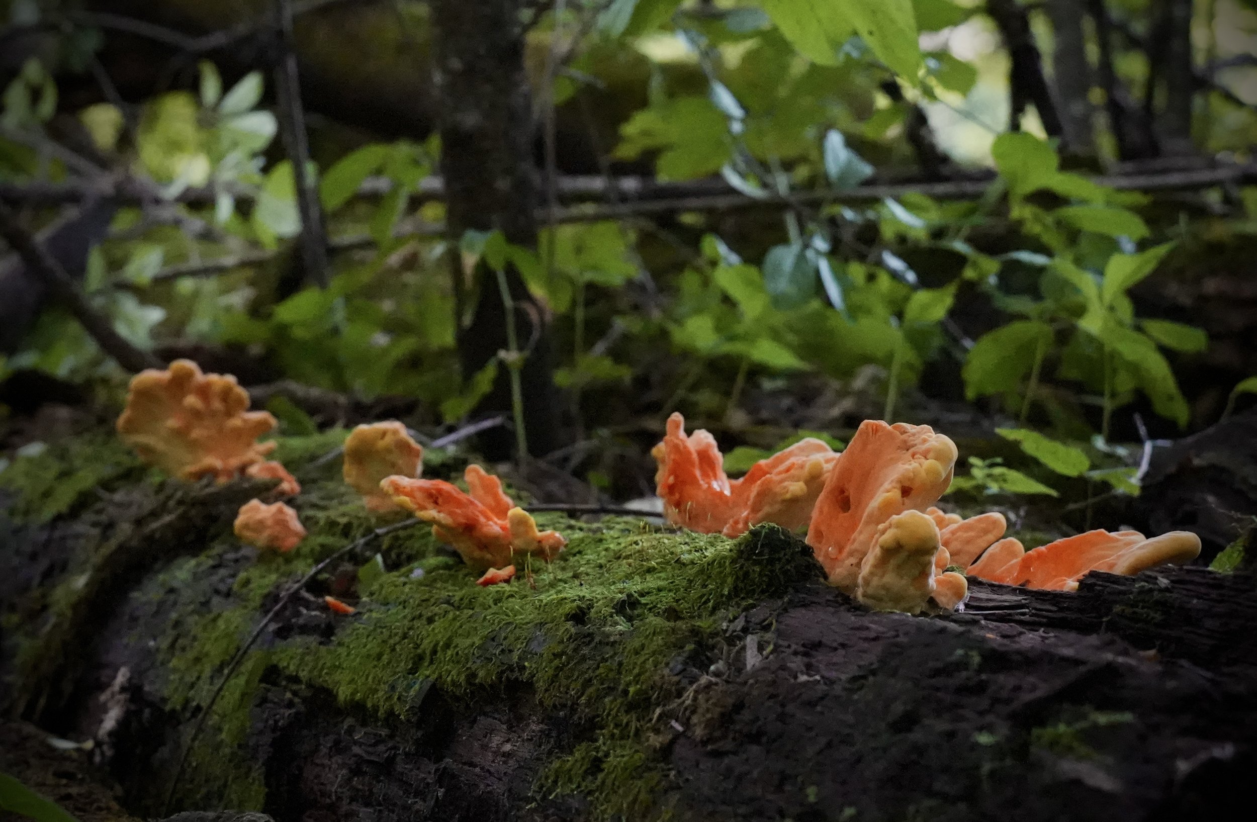 Image of orange forest fungi captured during late spring in Minnesota's Crow Hassen Park Preserve.