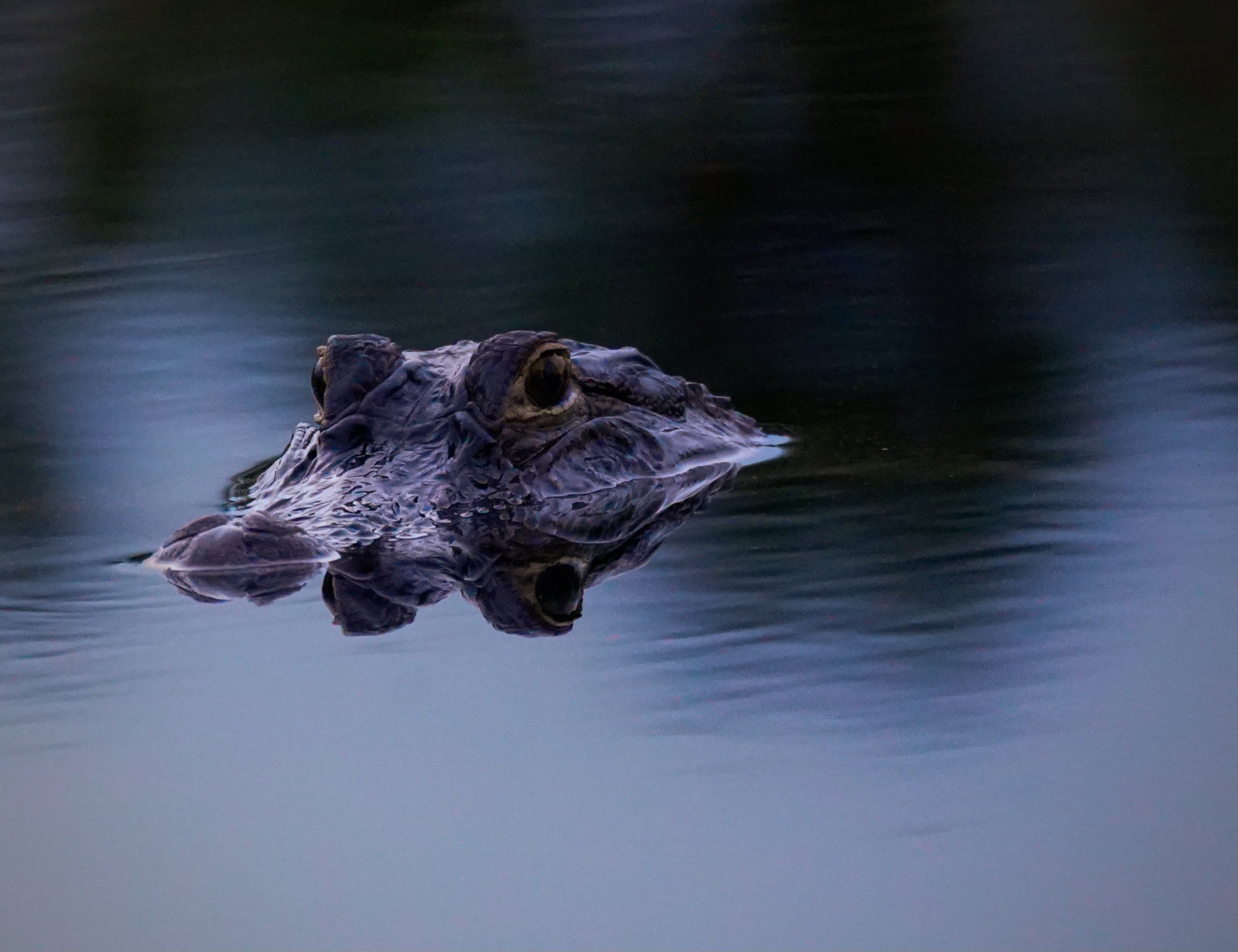 Photo of an alligator lurking after sunset on the surface of a marsh. Image was captured near Gulf Shores Alabama.
