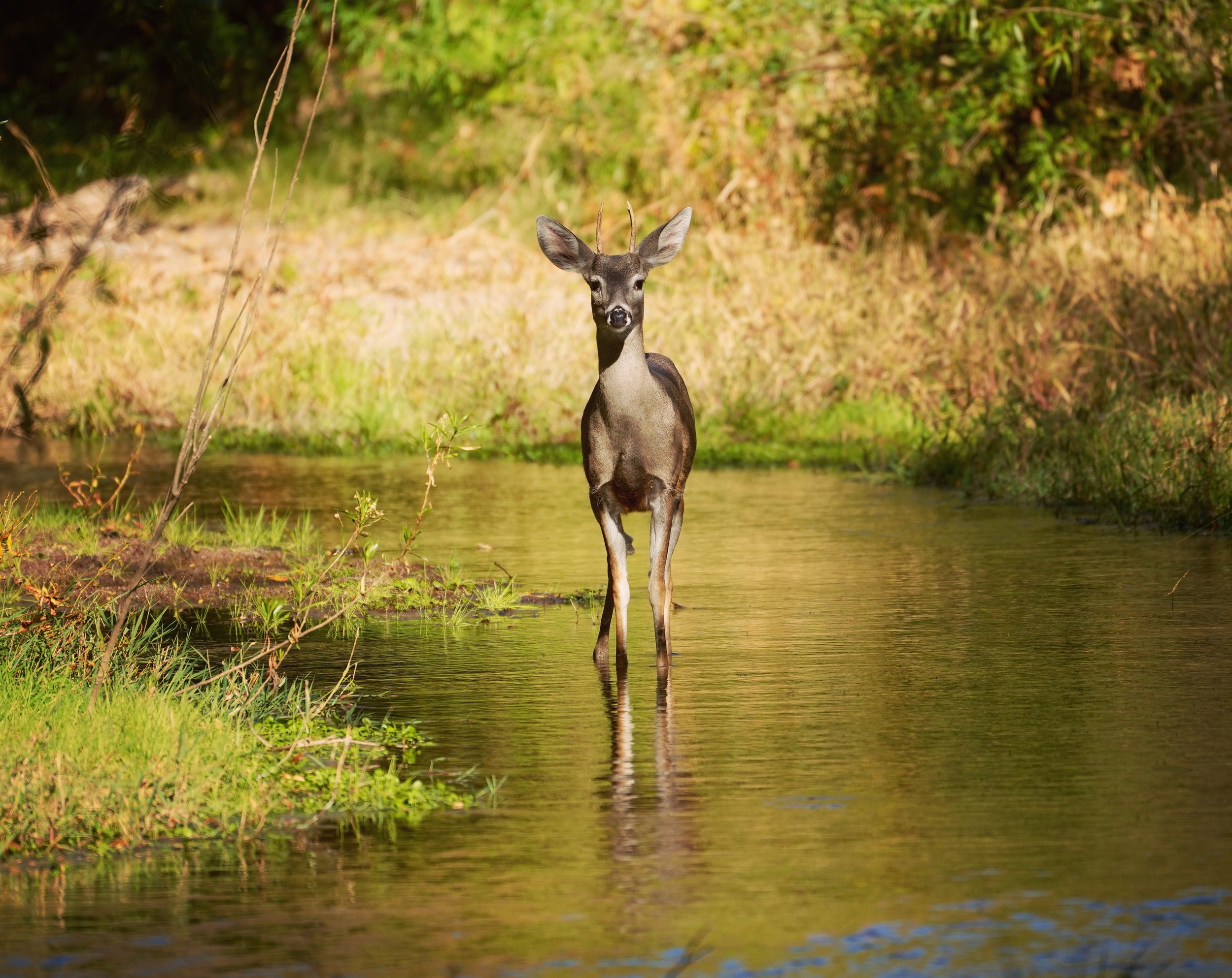 Picture of a deer photographed standing in a desert stream south of Tucson Arizona.
