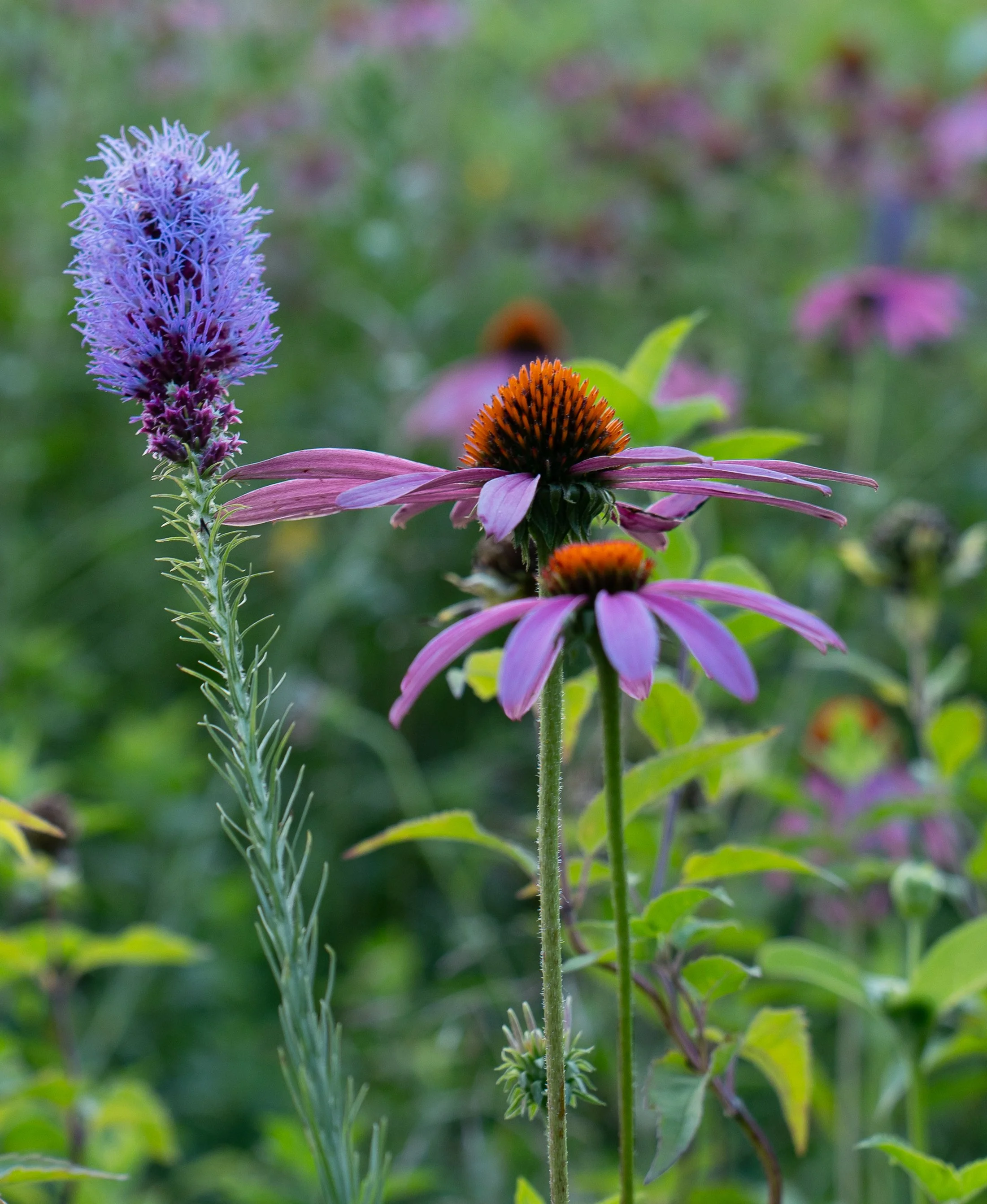 Prairie wildflower photography
