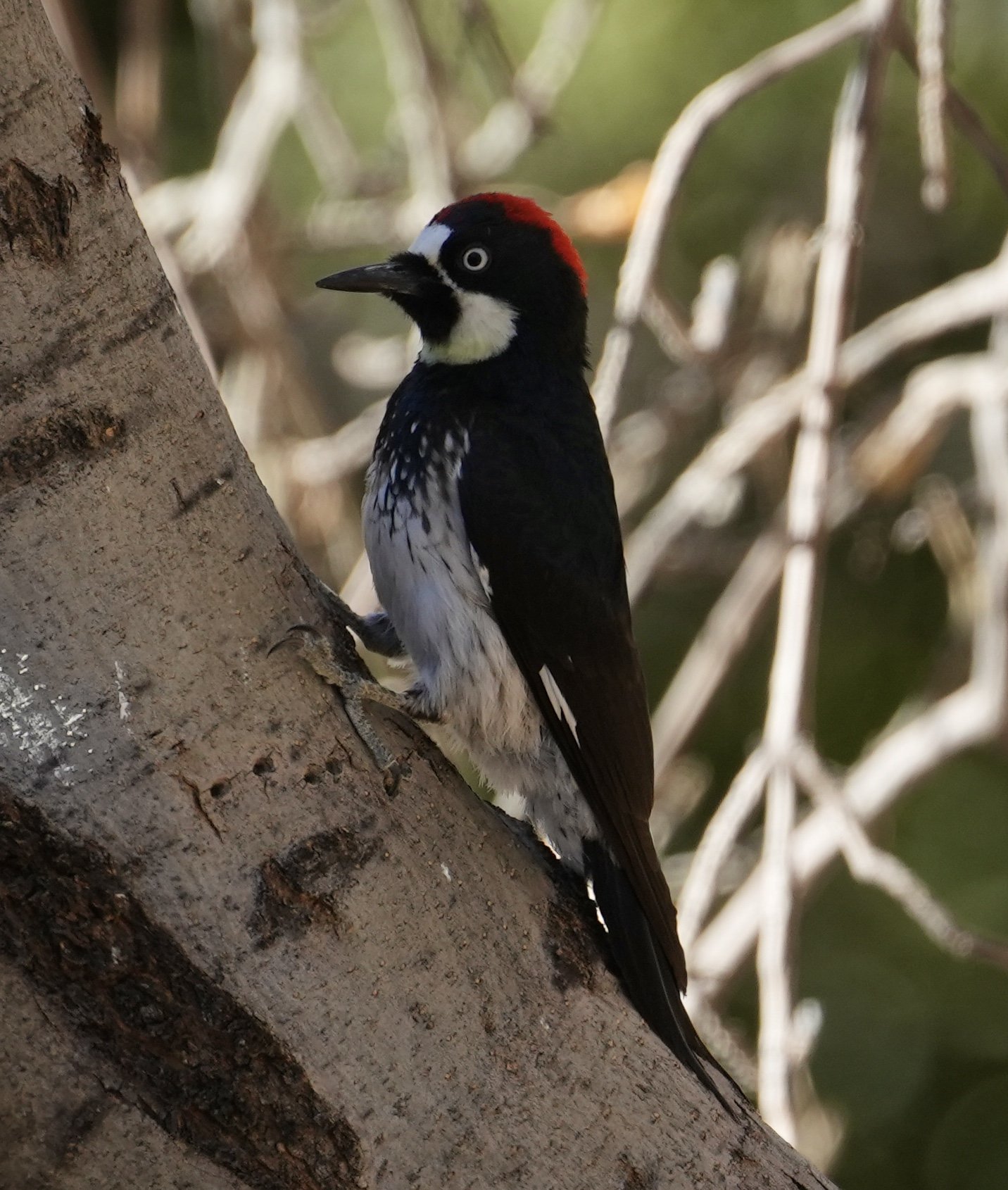 Foto of a woodpecker on the side of a tree.