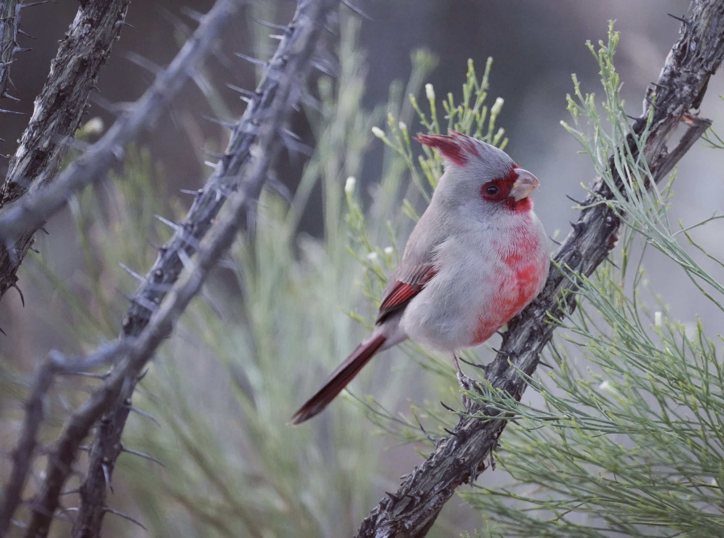 Photo of a colorful red and gray bird perched on a desert cactus near Tucson Arizona.