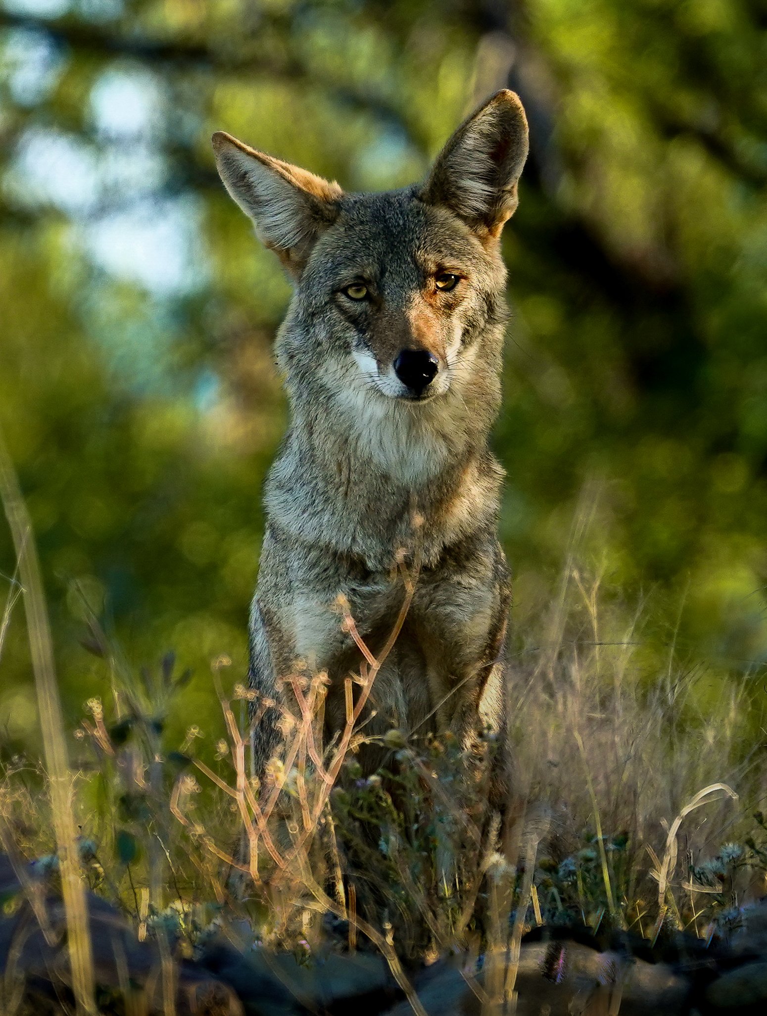 Wildlife picture of a coyote on a rocky outcropping alongside a hiking trail located at Catalina State Park near Tucson Arizona.