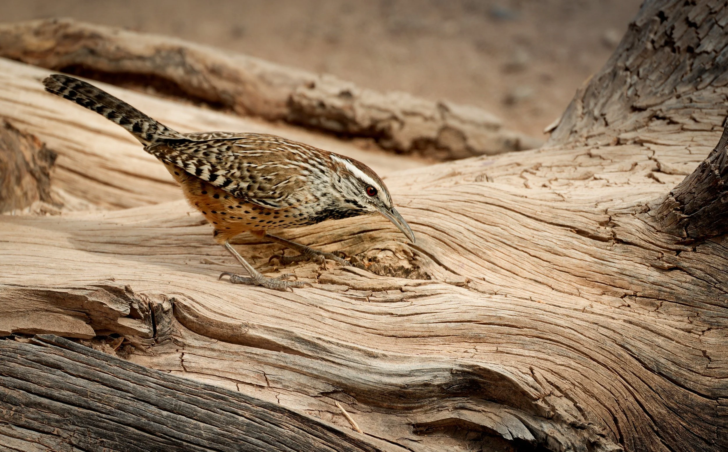 Photography of a Cactus Wren in the Arizona Desert.