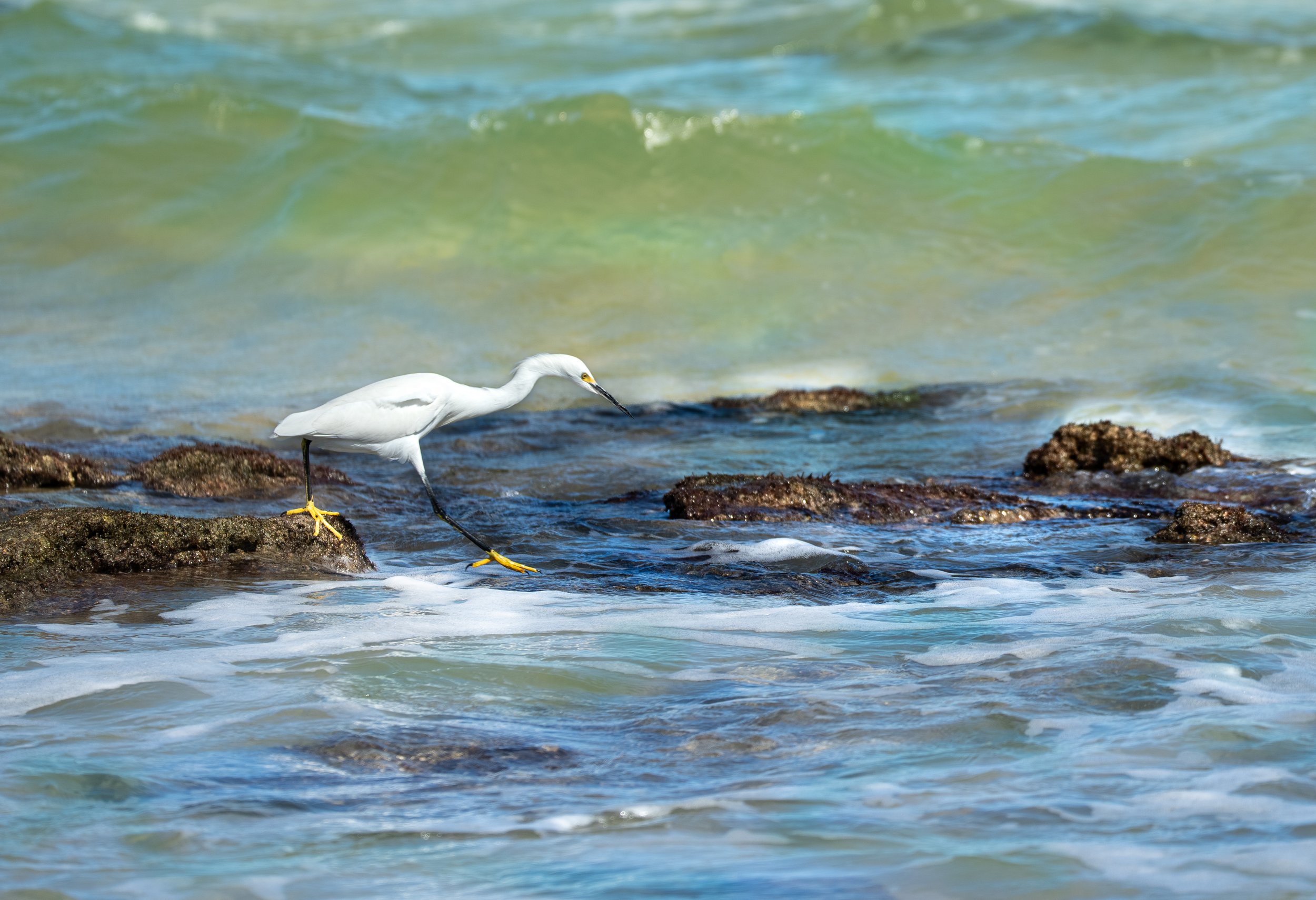 Snowy White Egret hunting for small fish or other aquatic animals along an ocean shoreline.