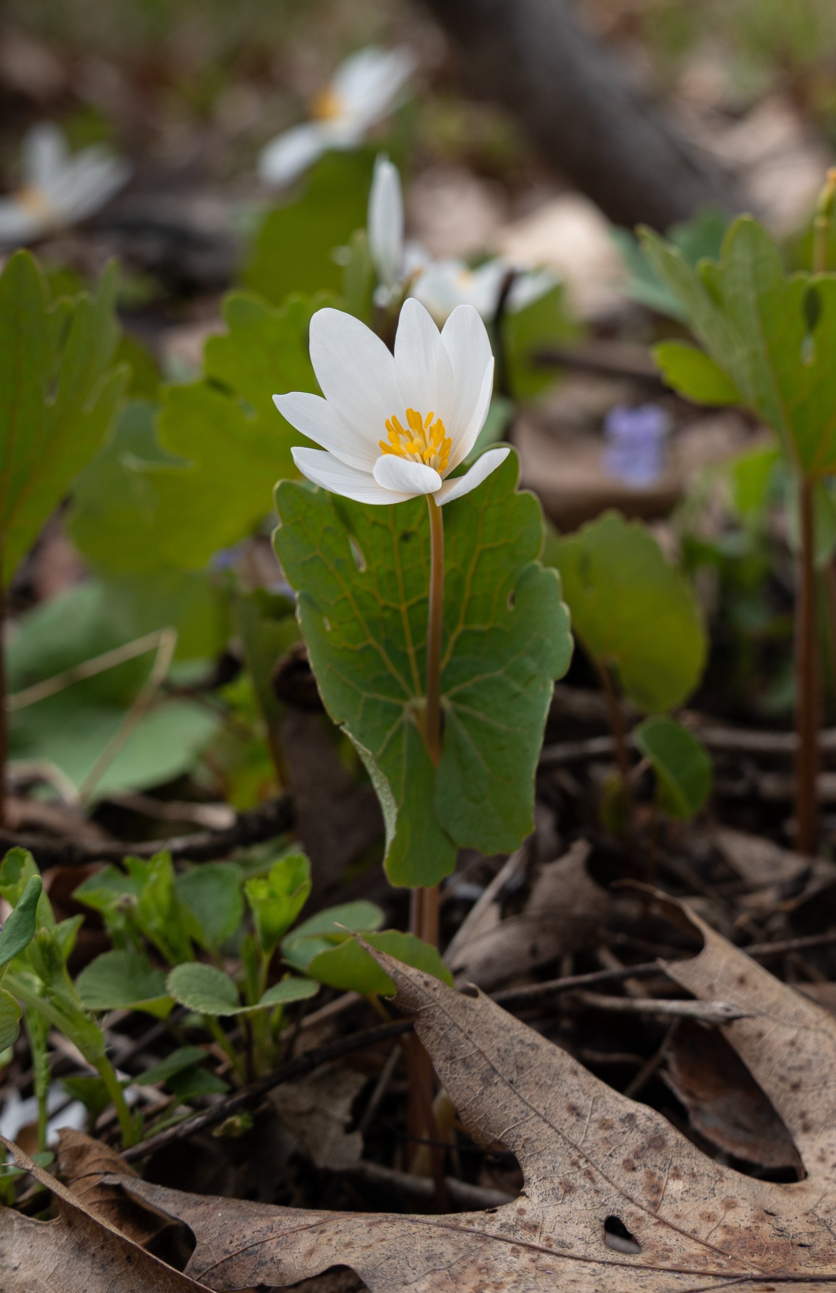 Photo of the Bloodroot Wildflower taken in Minnesota's Crow Hassen Park. The Bloodroot plant is an early harbinger of spring and blooms for only two or three days each year.