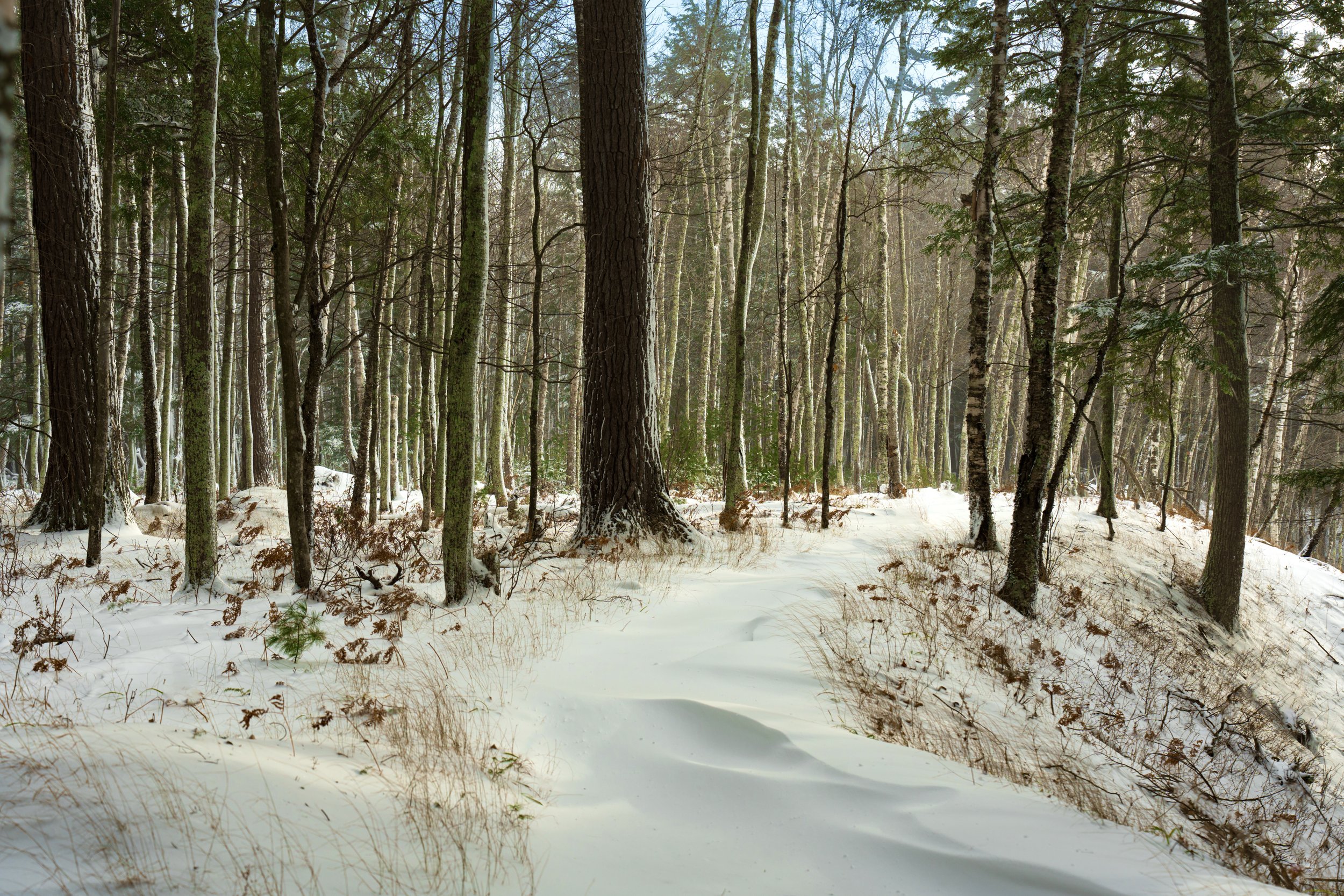 Winter hiking / snowshoe trail photographed in January snow. Image location is in the naturally beautiful Upper Peninsula of Michigan near Lake Superior.