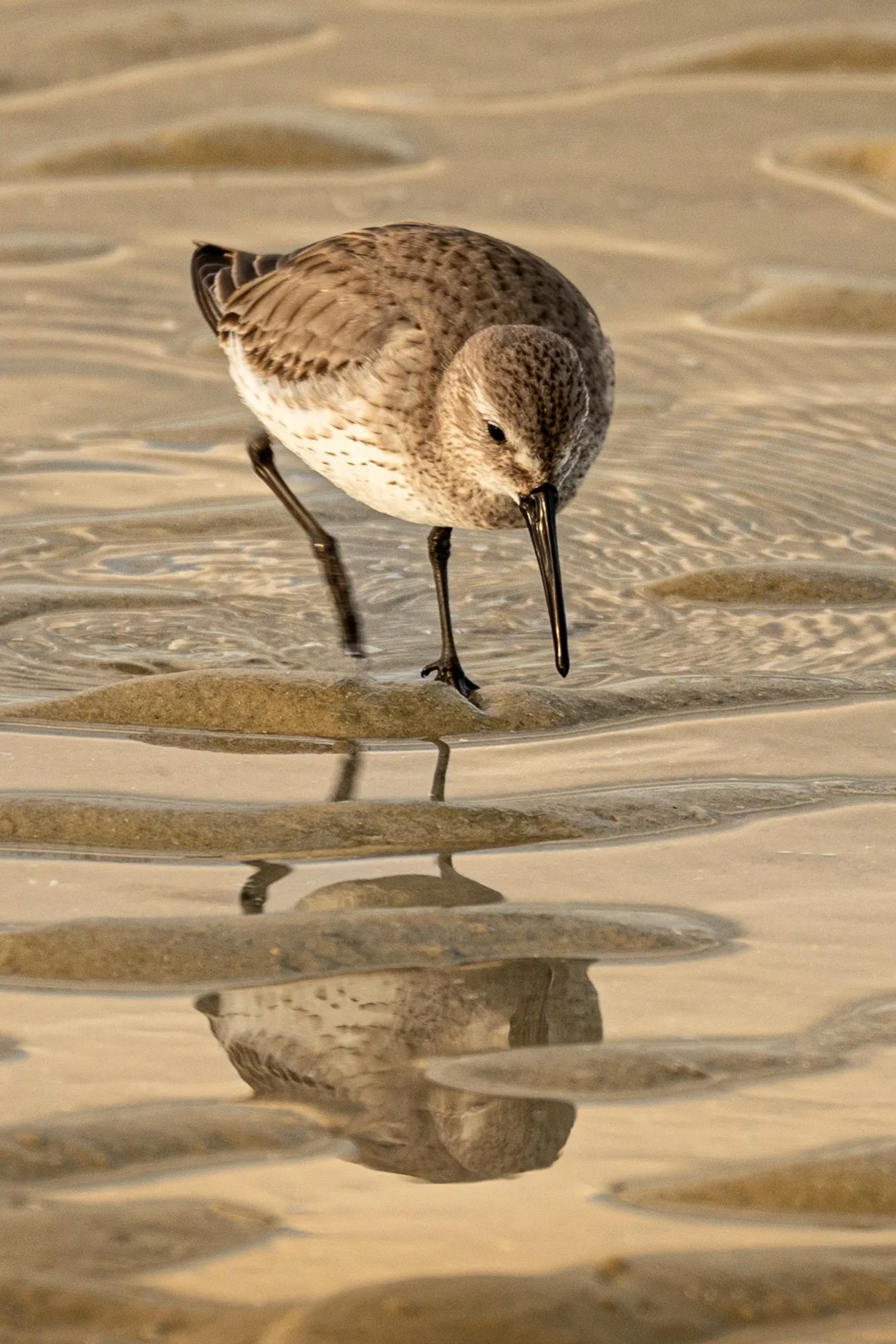 Bird photography. Sandpiper on the beach in Florida. Reflection of bird on the sand.
