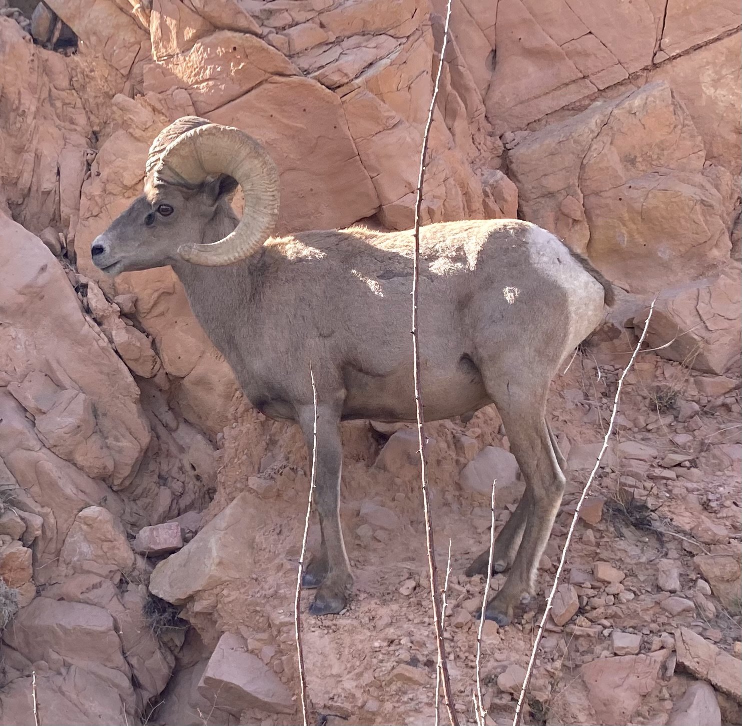 Photo of California desert wildlife.
