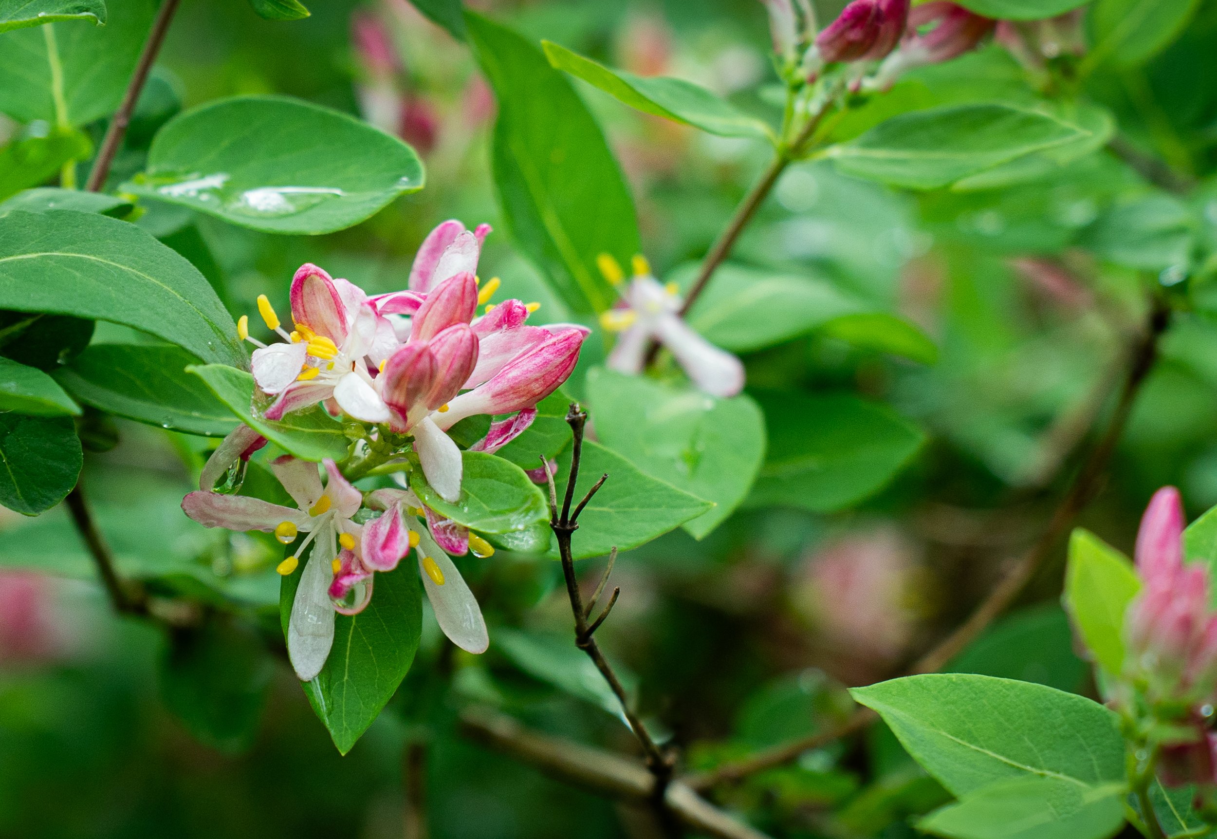 Photograph of a Pink Honeysuckle Plant in Minnesota along a hiking trail at Baker Park near Minneapolis.