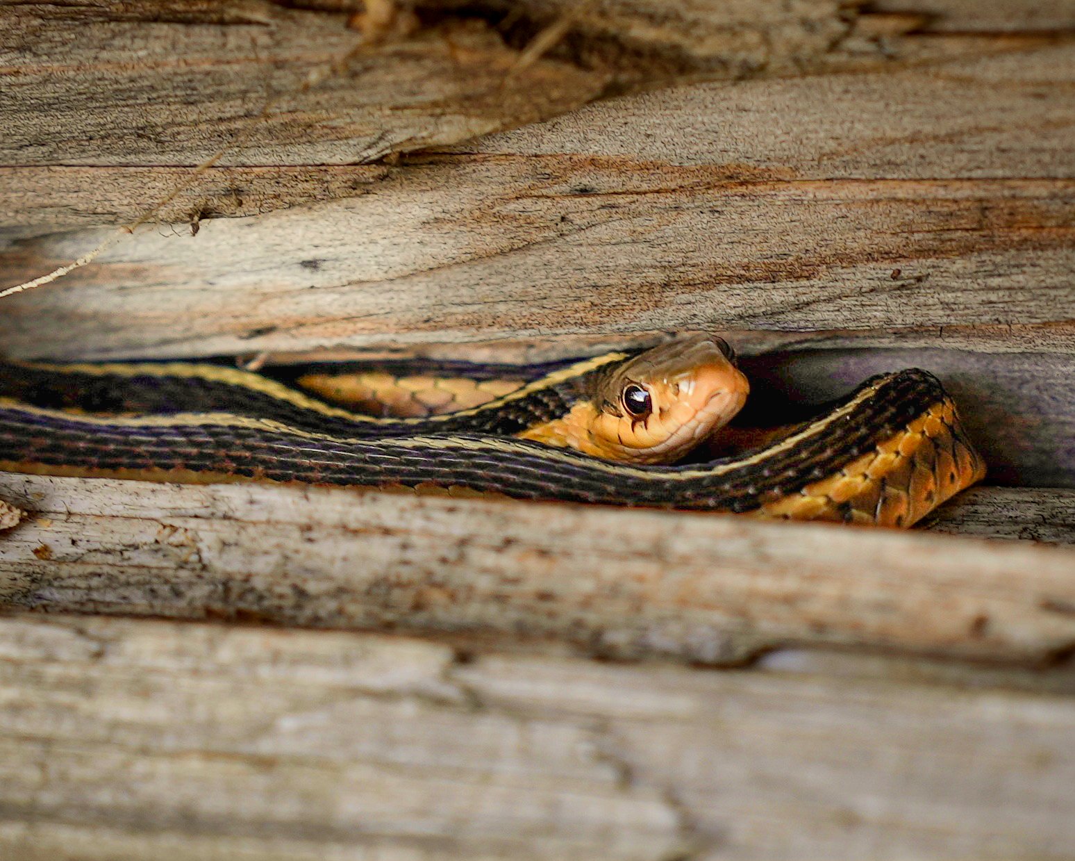Photo of a Garter Snake hiding in a log captured in Minnesota forest woodlands.