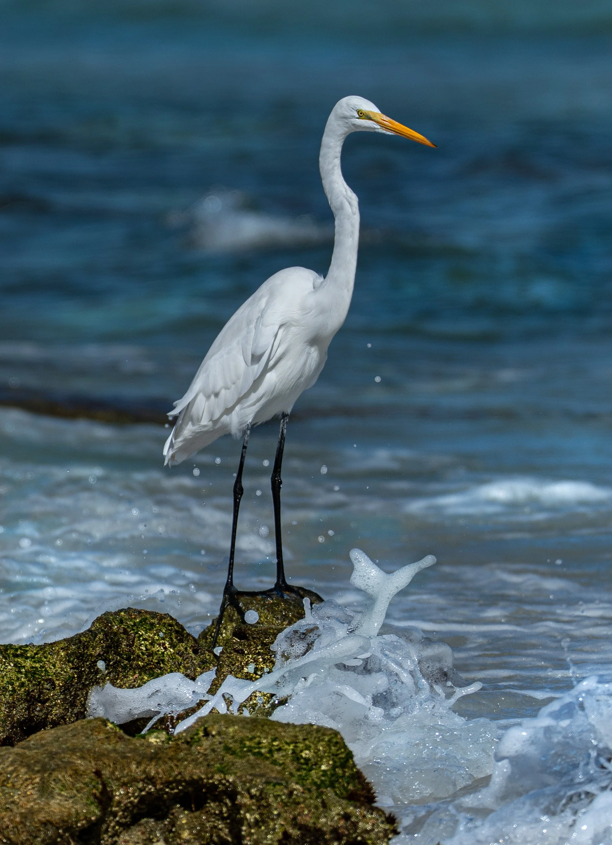 Great Egret photographed in Florida along the Atlantic Ocean shoreline by Jeff Pauley