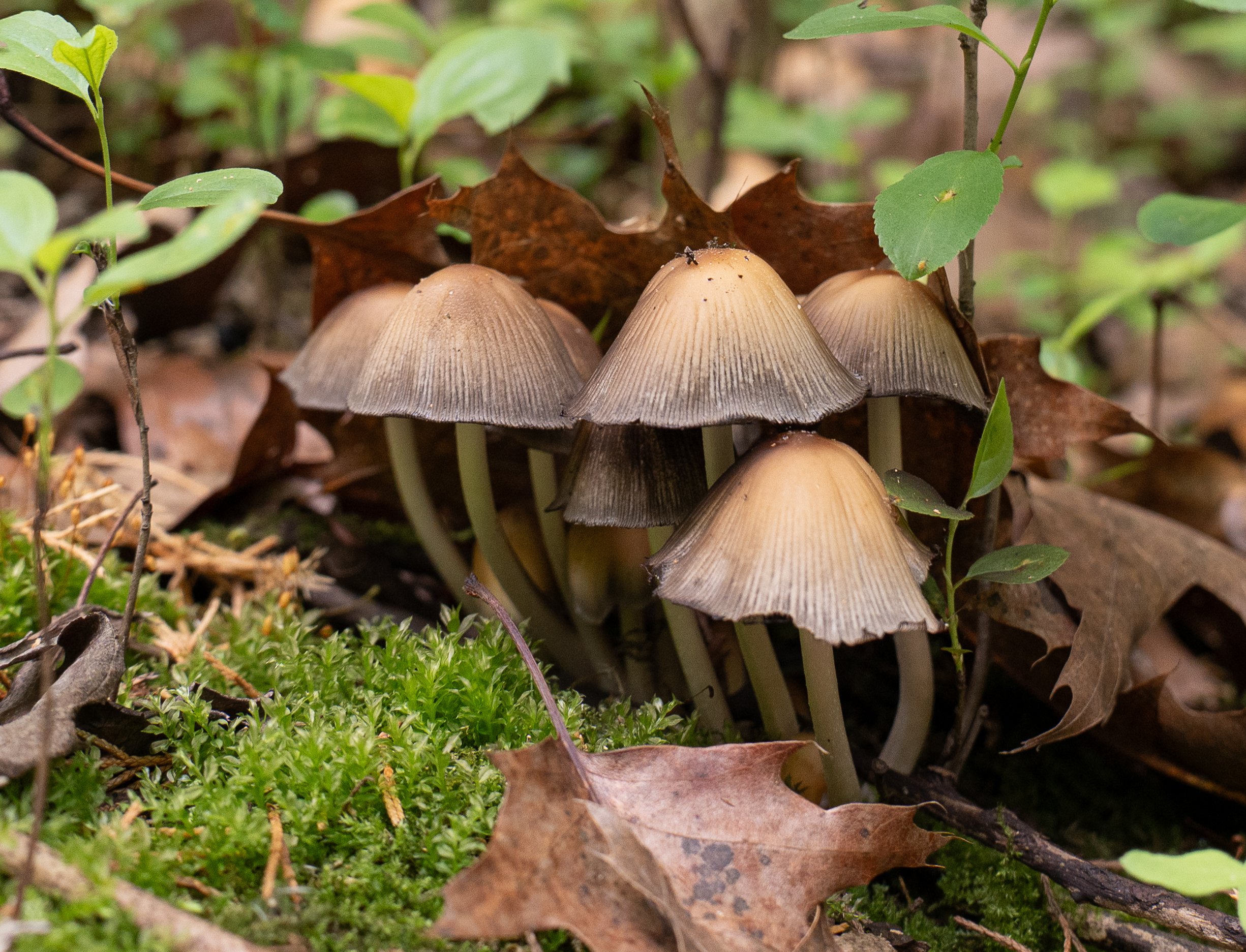 Nature photo of seven Inky Cap Mushrooms growing under an oak leaf on the forest floor located at Lake Rebecca Park near Rockford Minnesota.