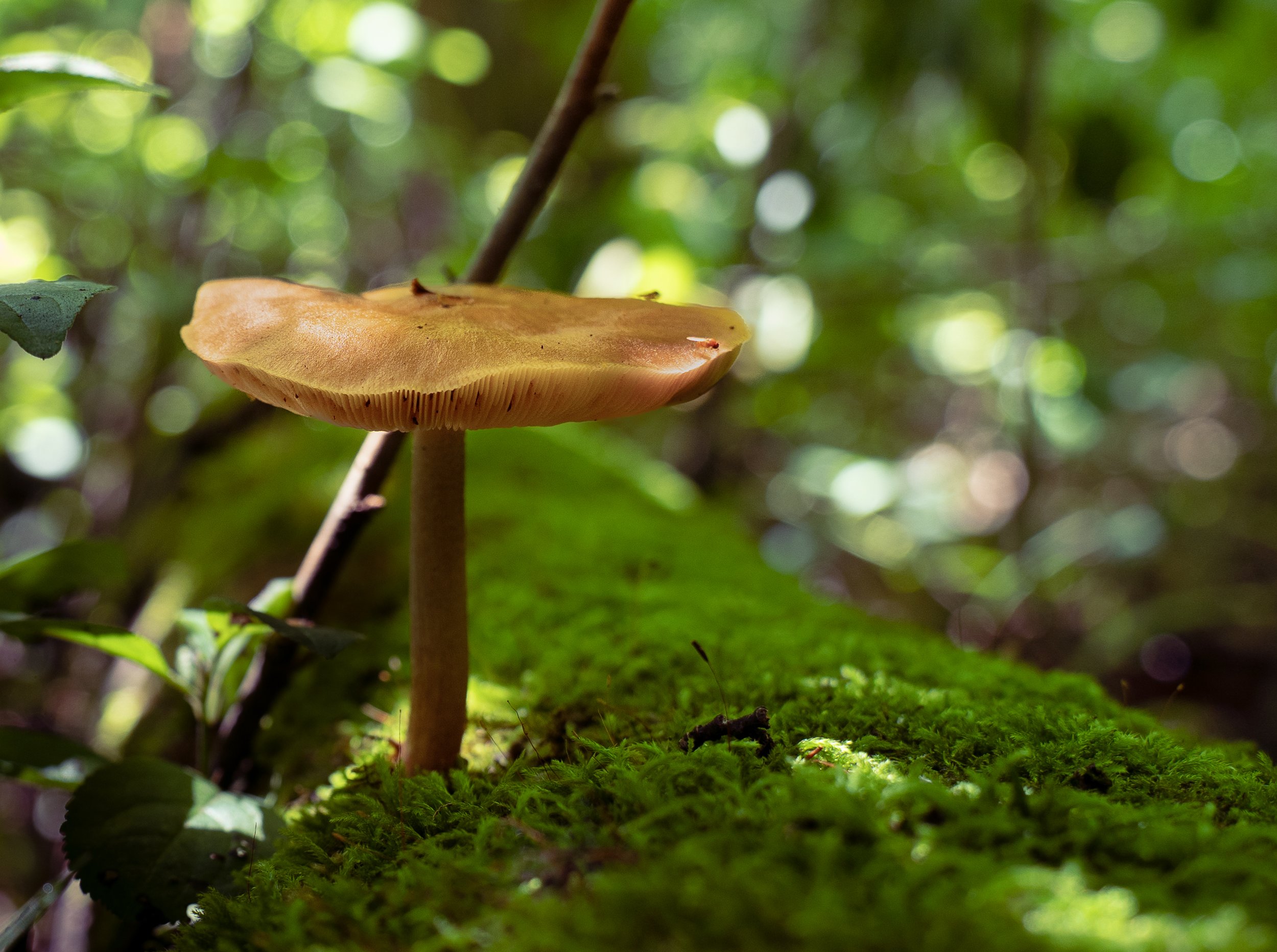 Mushroom photo on a forest floor decaying log covered in green moss.
