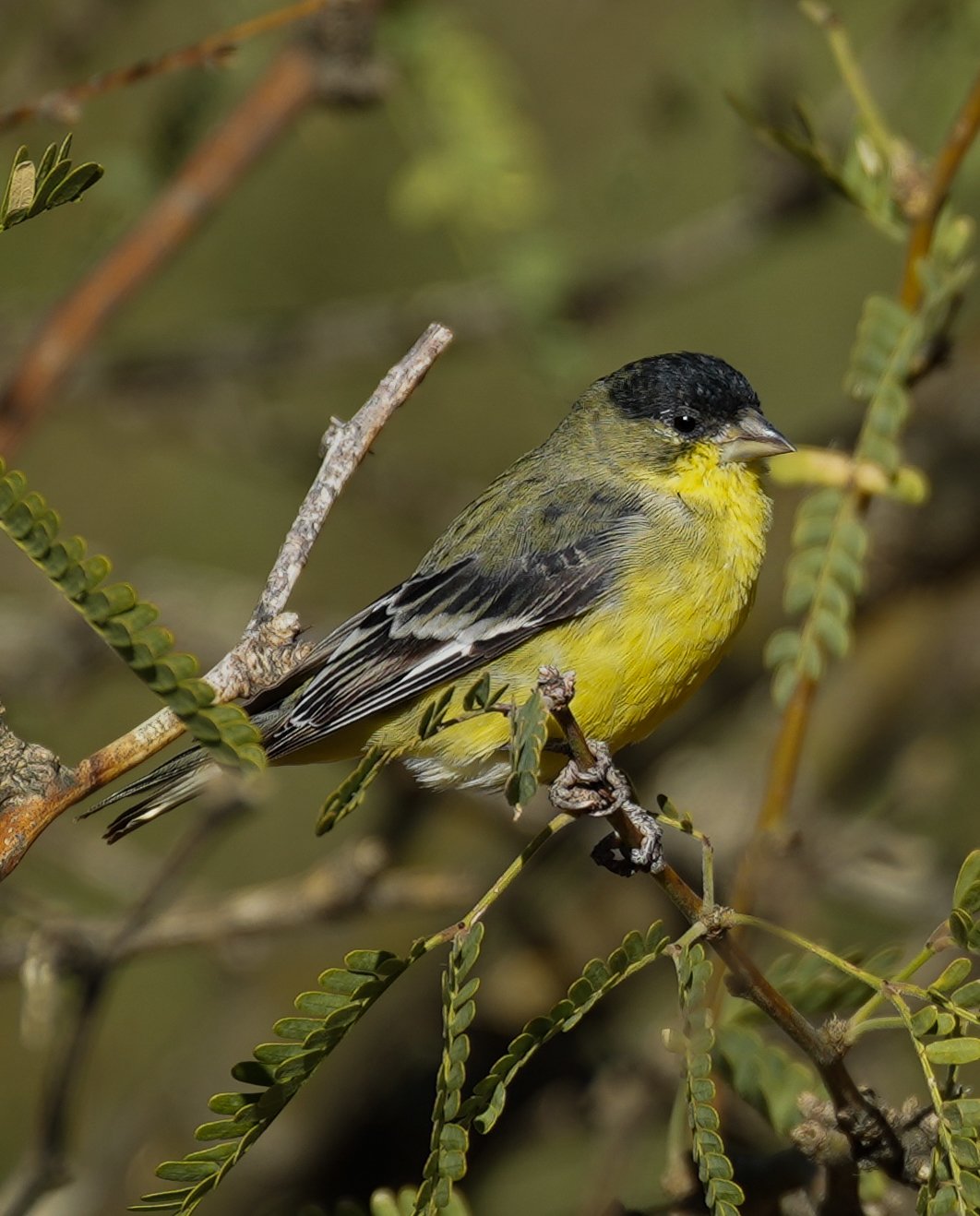 Image of a Lesser Goldfinch bird on a perch