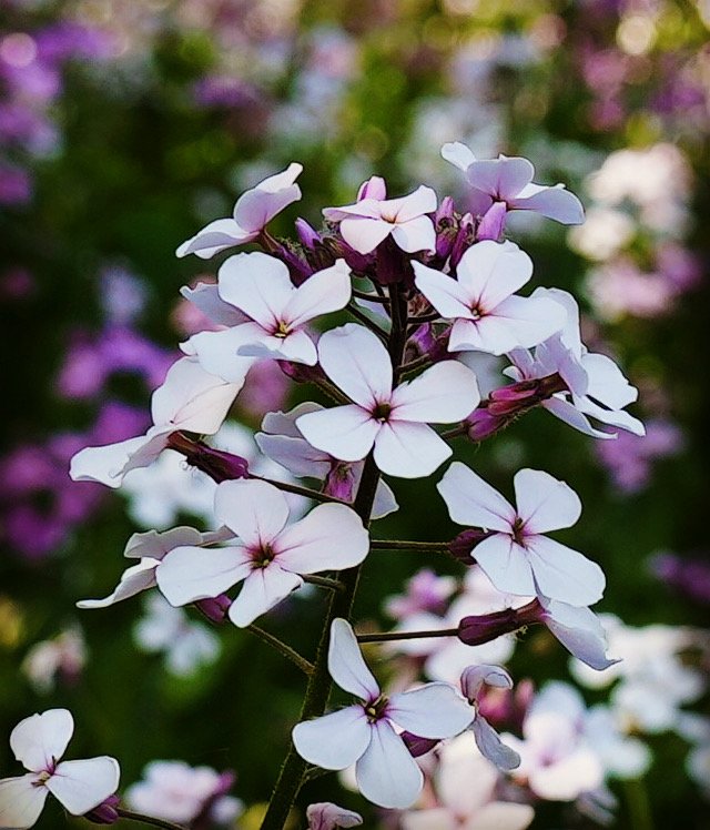 Close up photo of purple wildflowers at the edge of a forest.