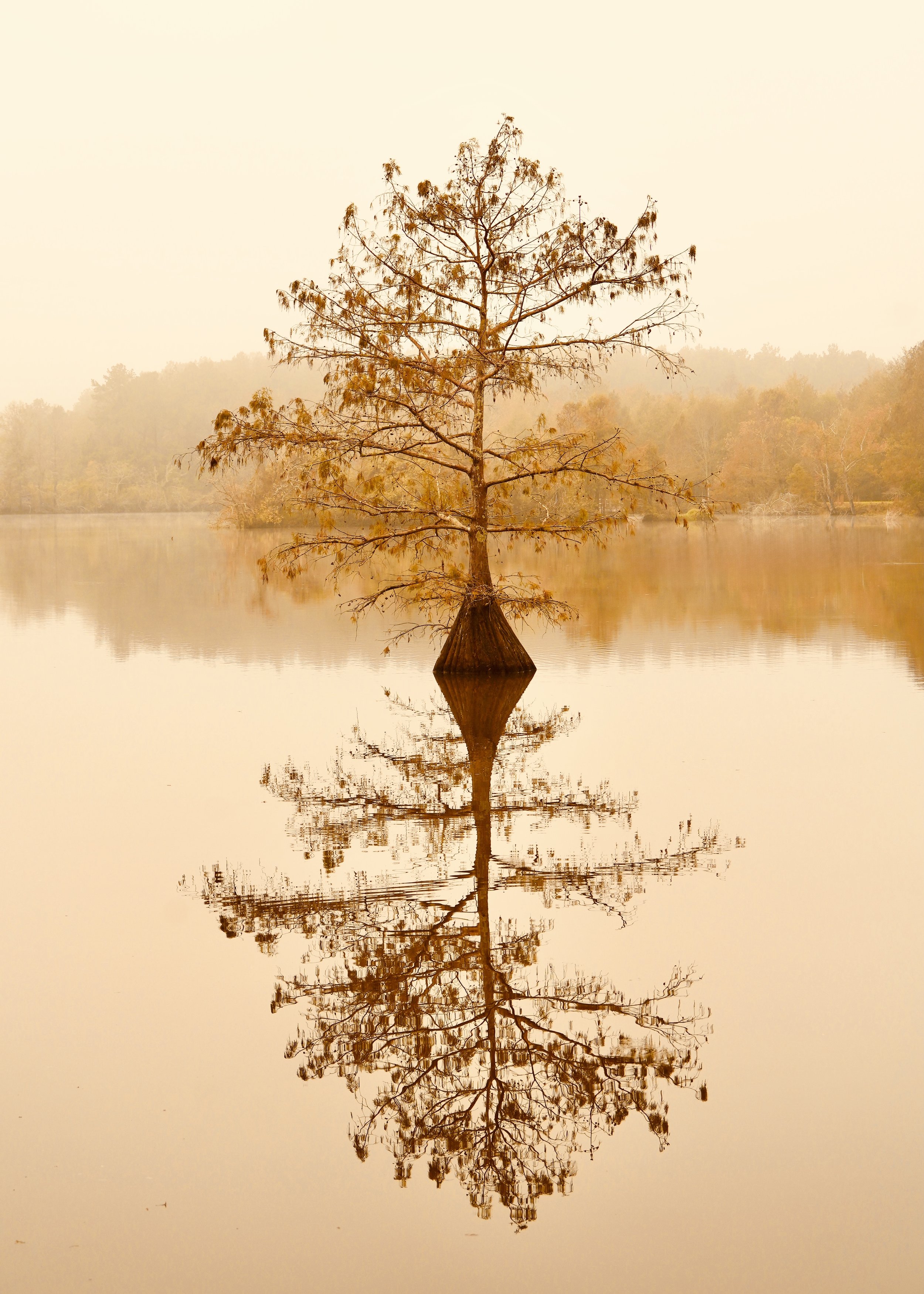 Photo of a lone tree standing in a small Mississippi Lake. Nature image was captured during early morning light and fog. Photograph taken in South Western Mississippi.