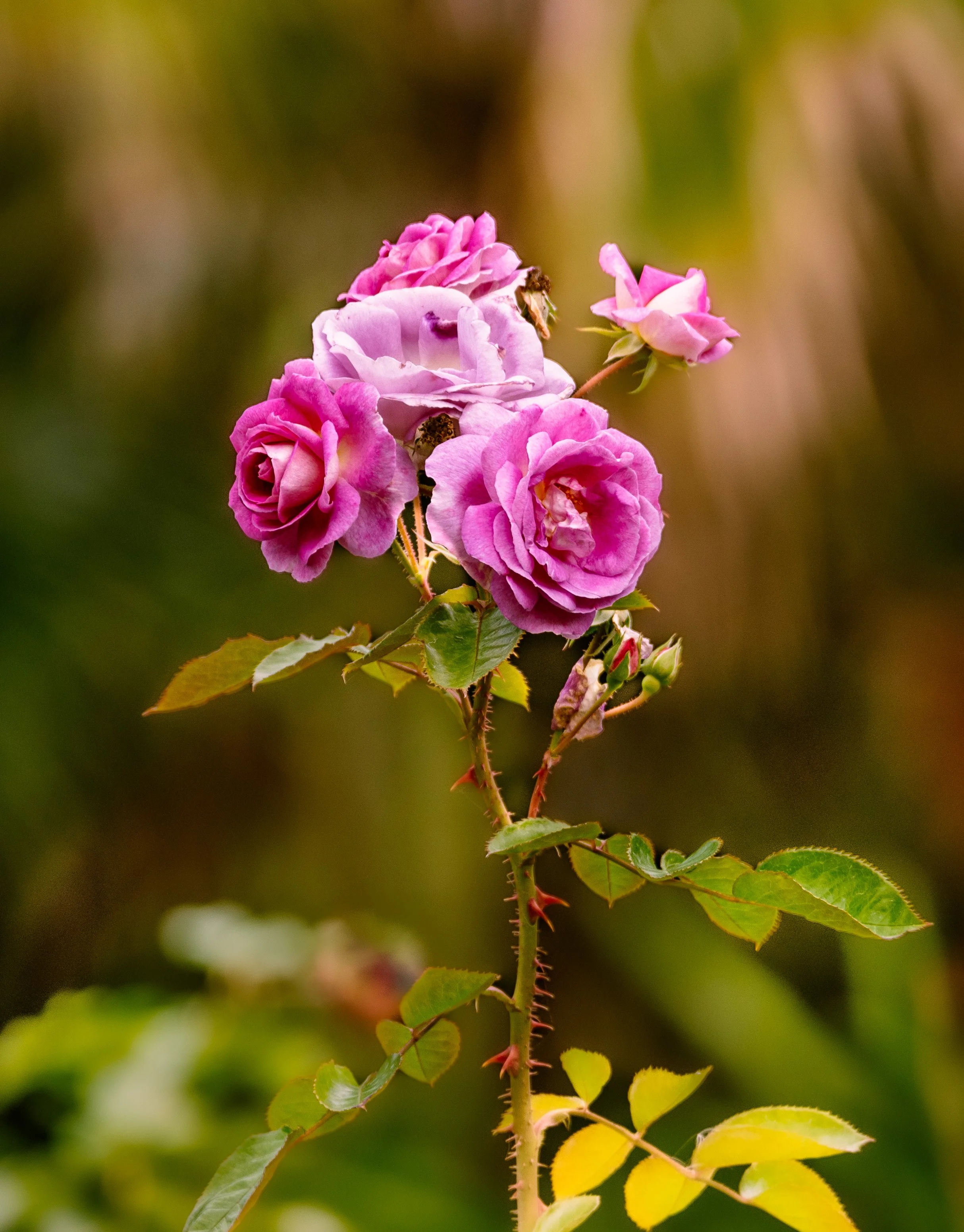 Picture of a cluster of pink roses on a long stem  with a blurred background.  