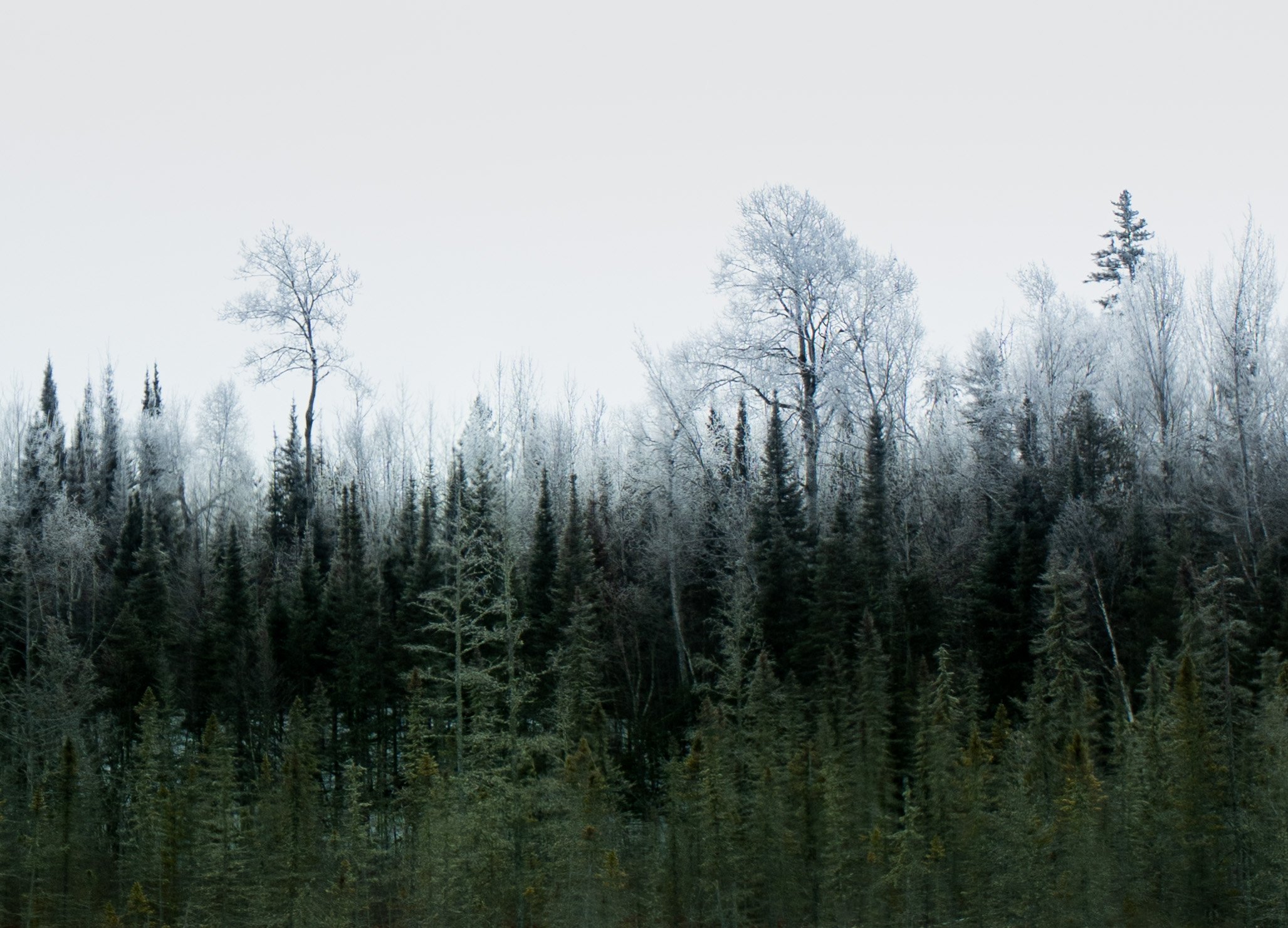 Photo of frosted forest tree tops along the Gunflint Trail in Northern Minnesota. Natural gradient. 