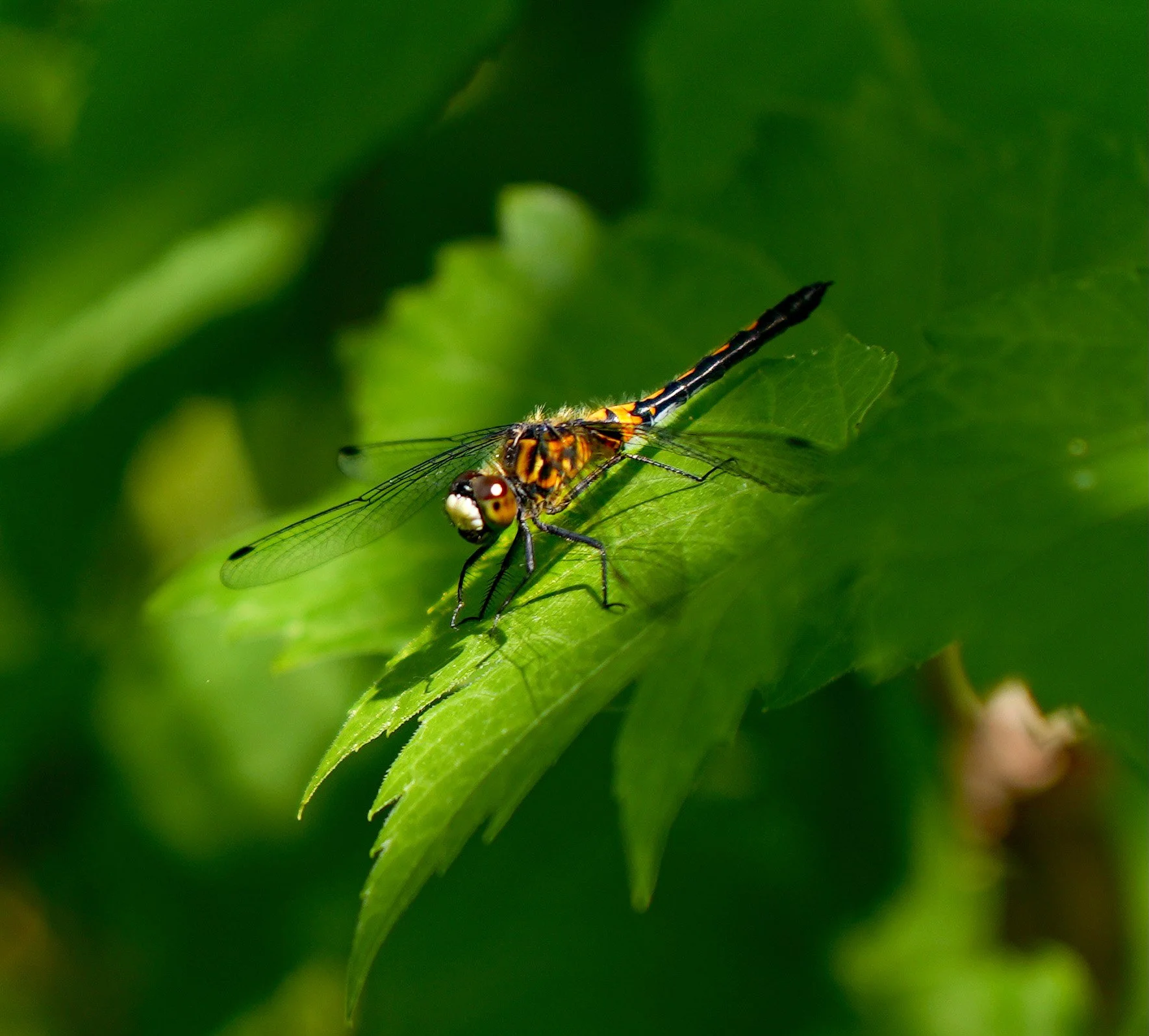 Photo of a dragonfly resting on a green leaf warmed by a shaft of sunlight within the forest.