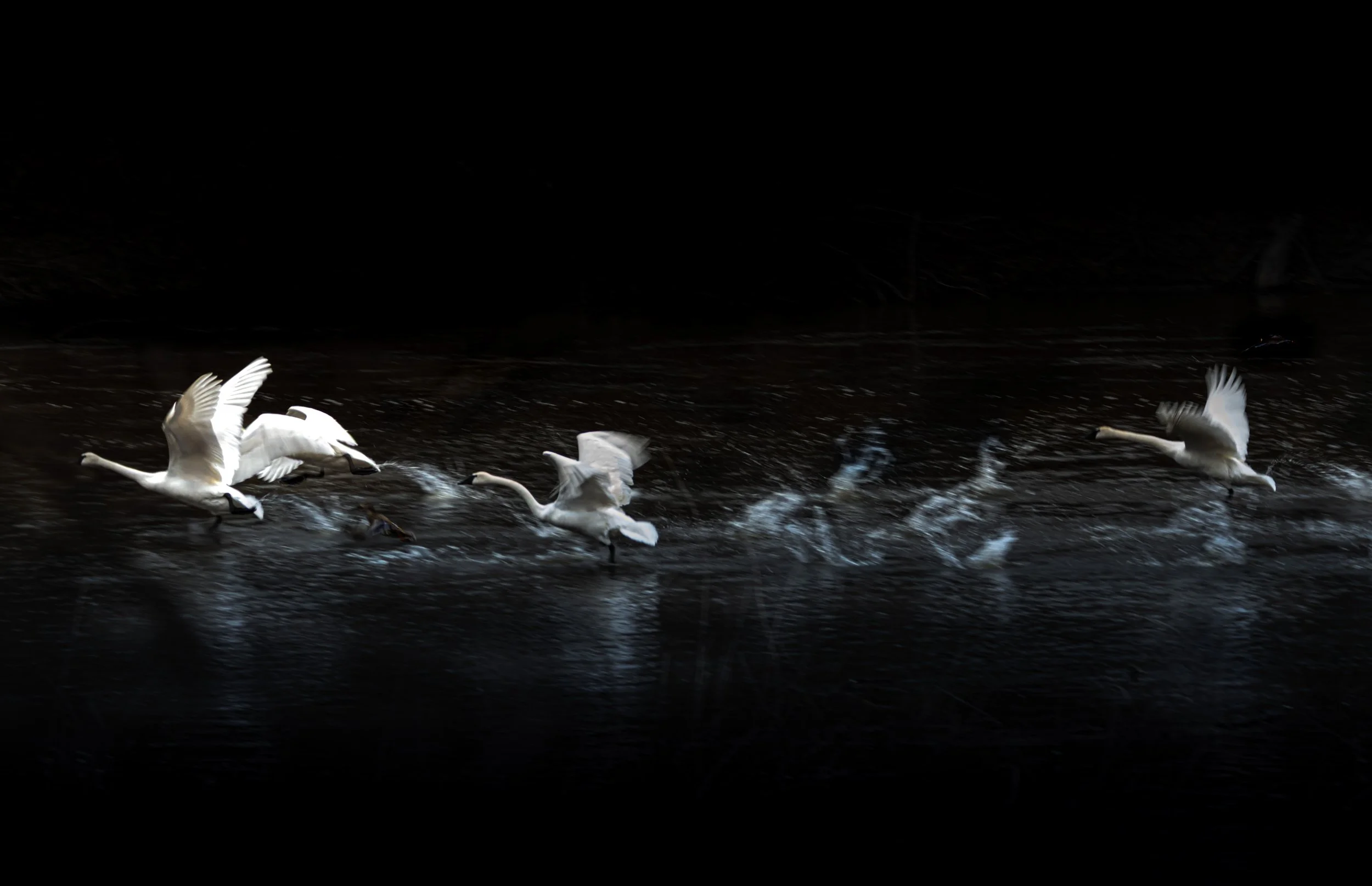 Swans Taking Flight