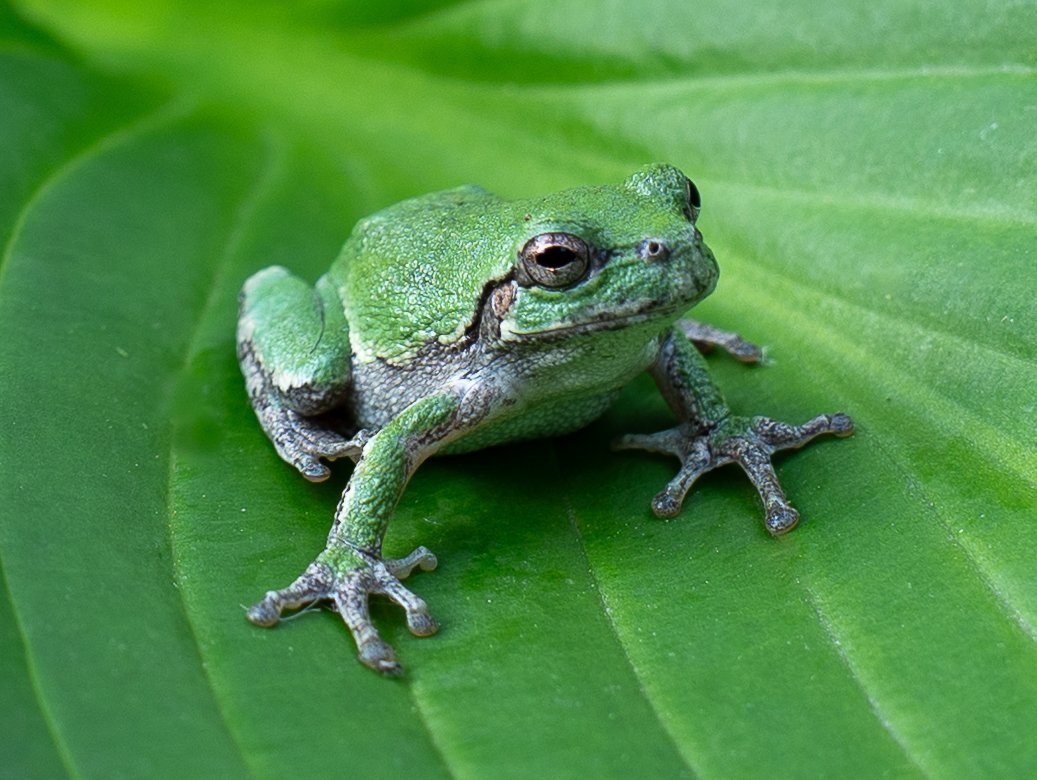 Tiny Green Frog-5.jpg