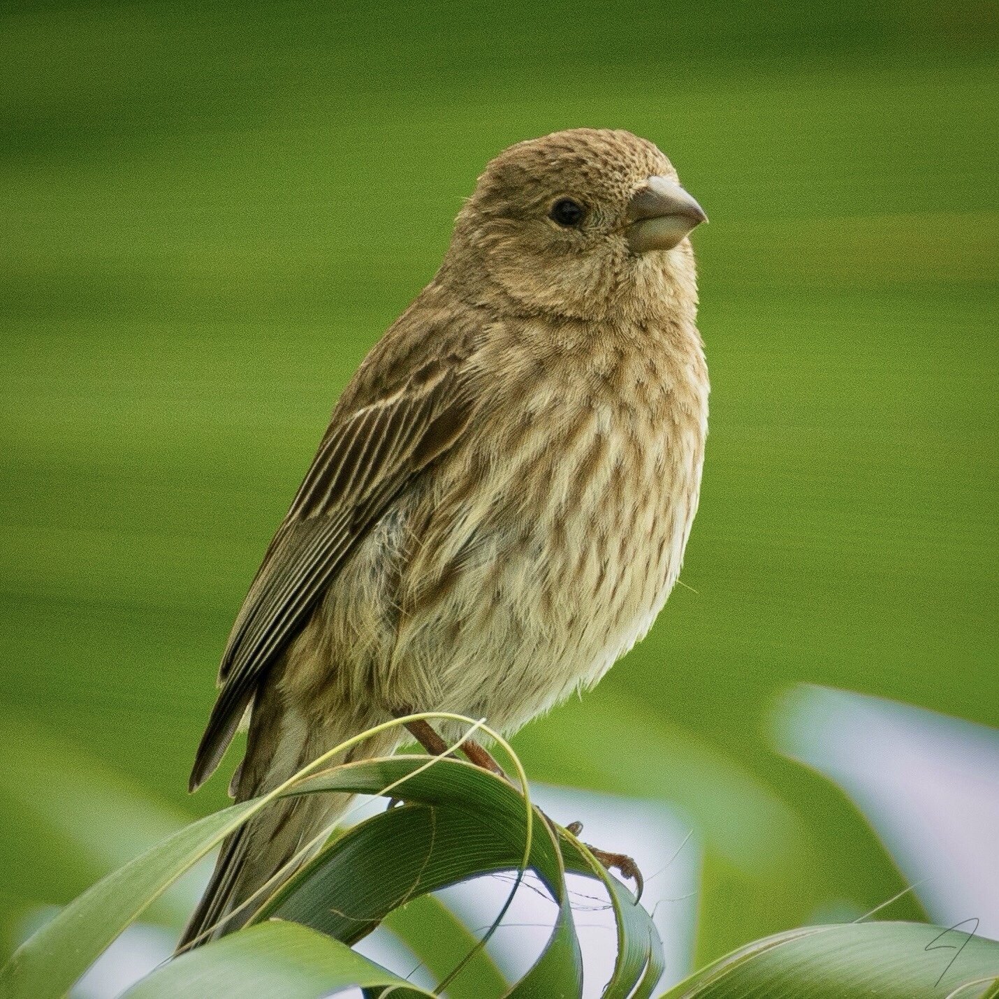 Bird watcher photo.