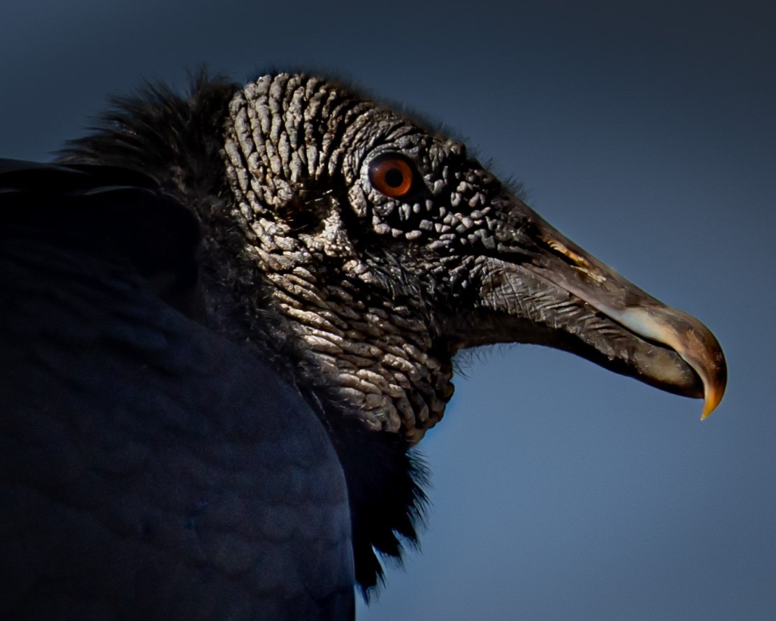 Picture of a Black Vulture at Blue Spring State Park, Florida. Close Up Image.