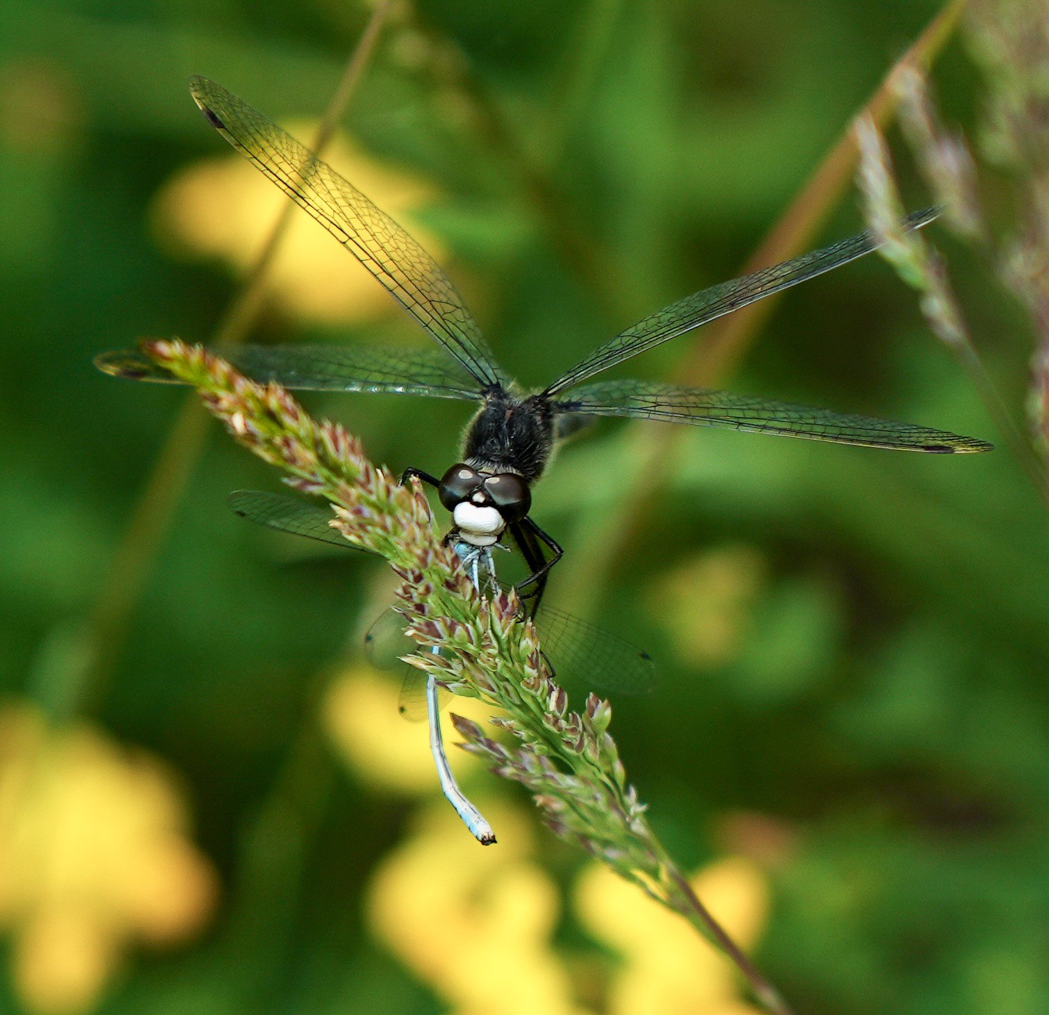 Dragonfly Photo