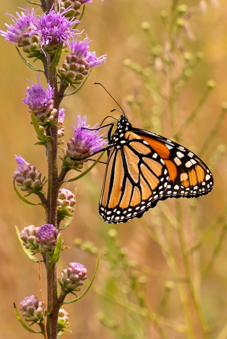 Monarch Butterfly drinking nectar in advance of annual autumn migration from Minnesota to Mexico.