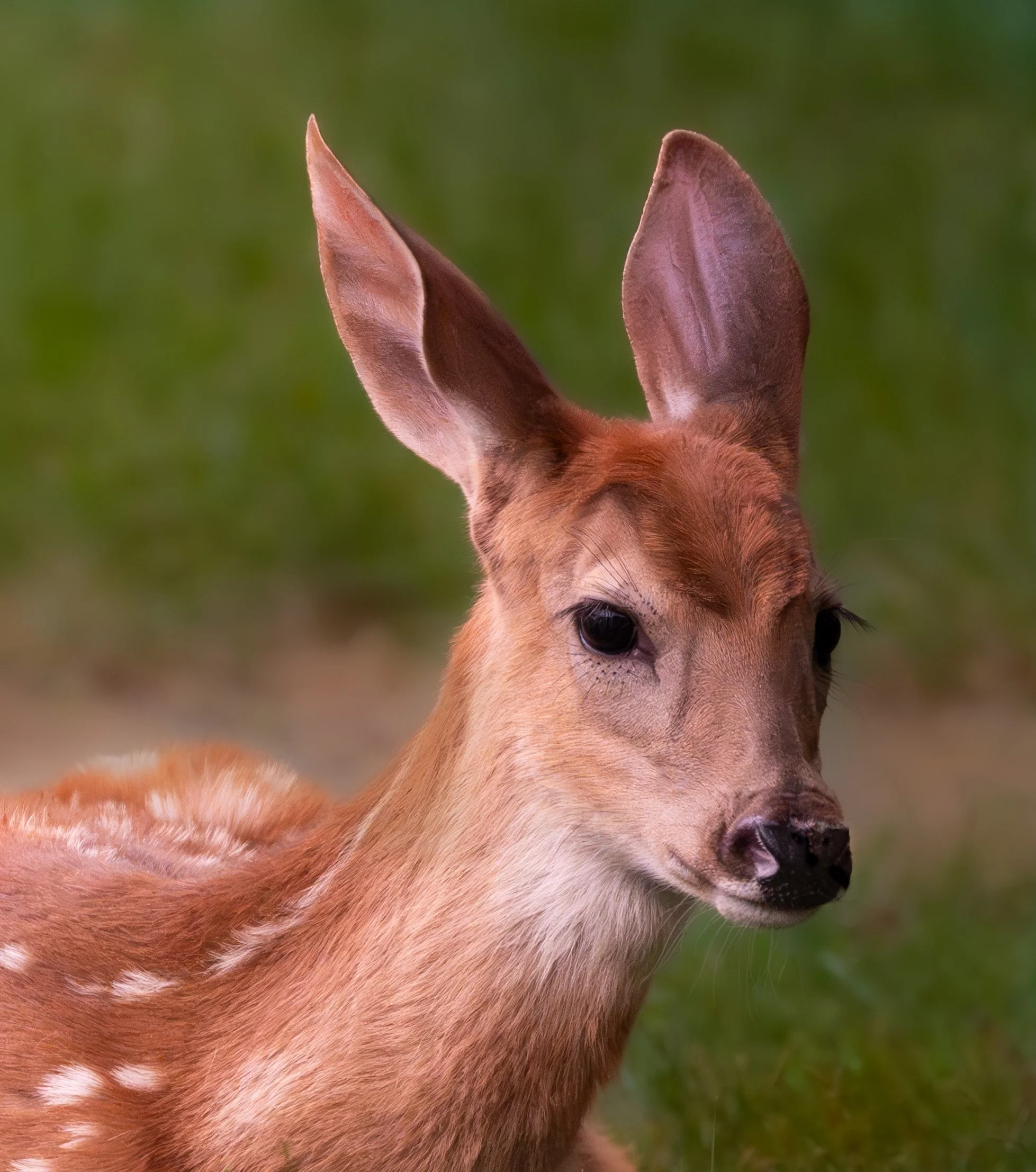 Closeup Photograph of Whitetail Deer Fawn  